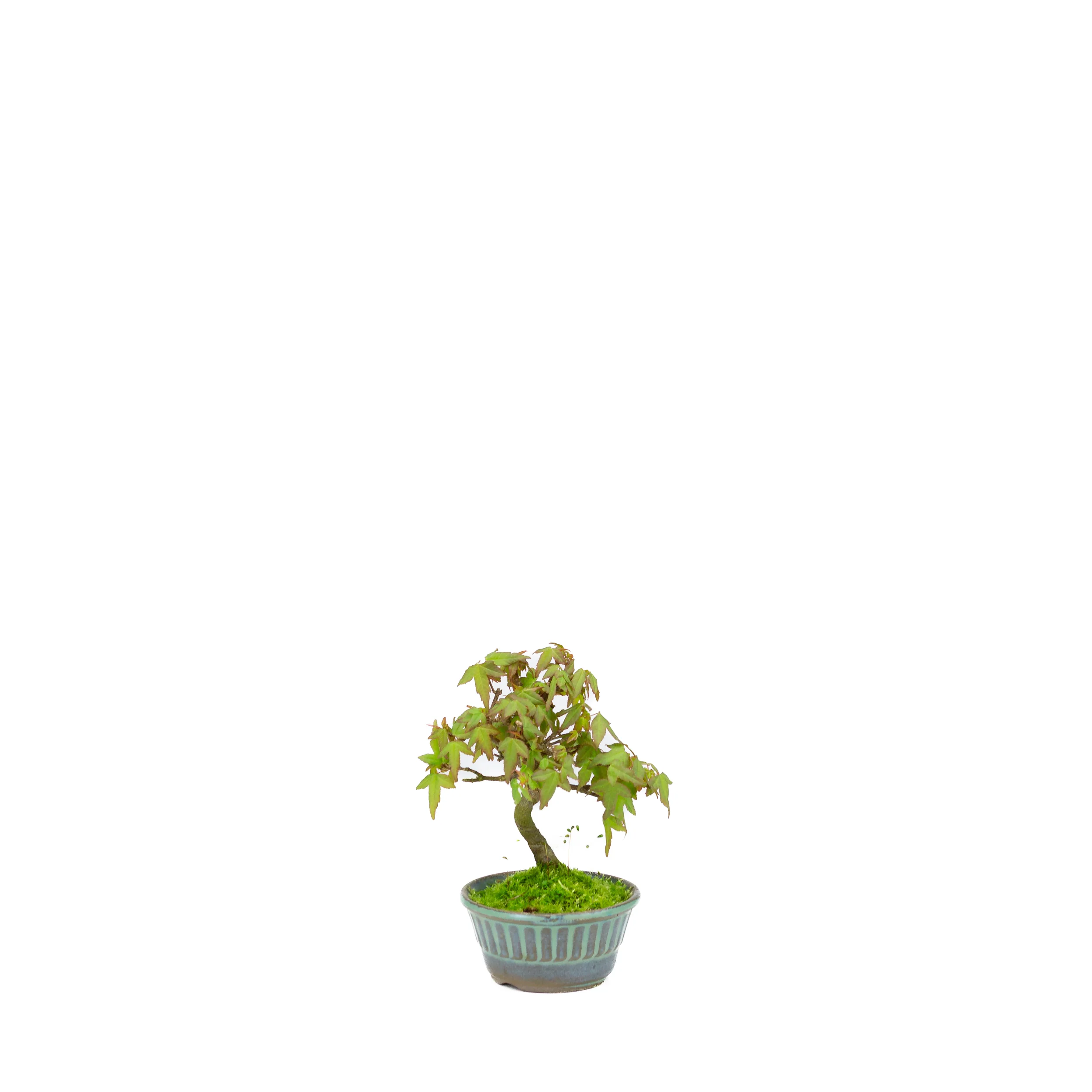 Productafbeelding 2