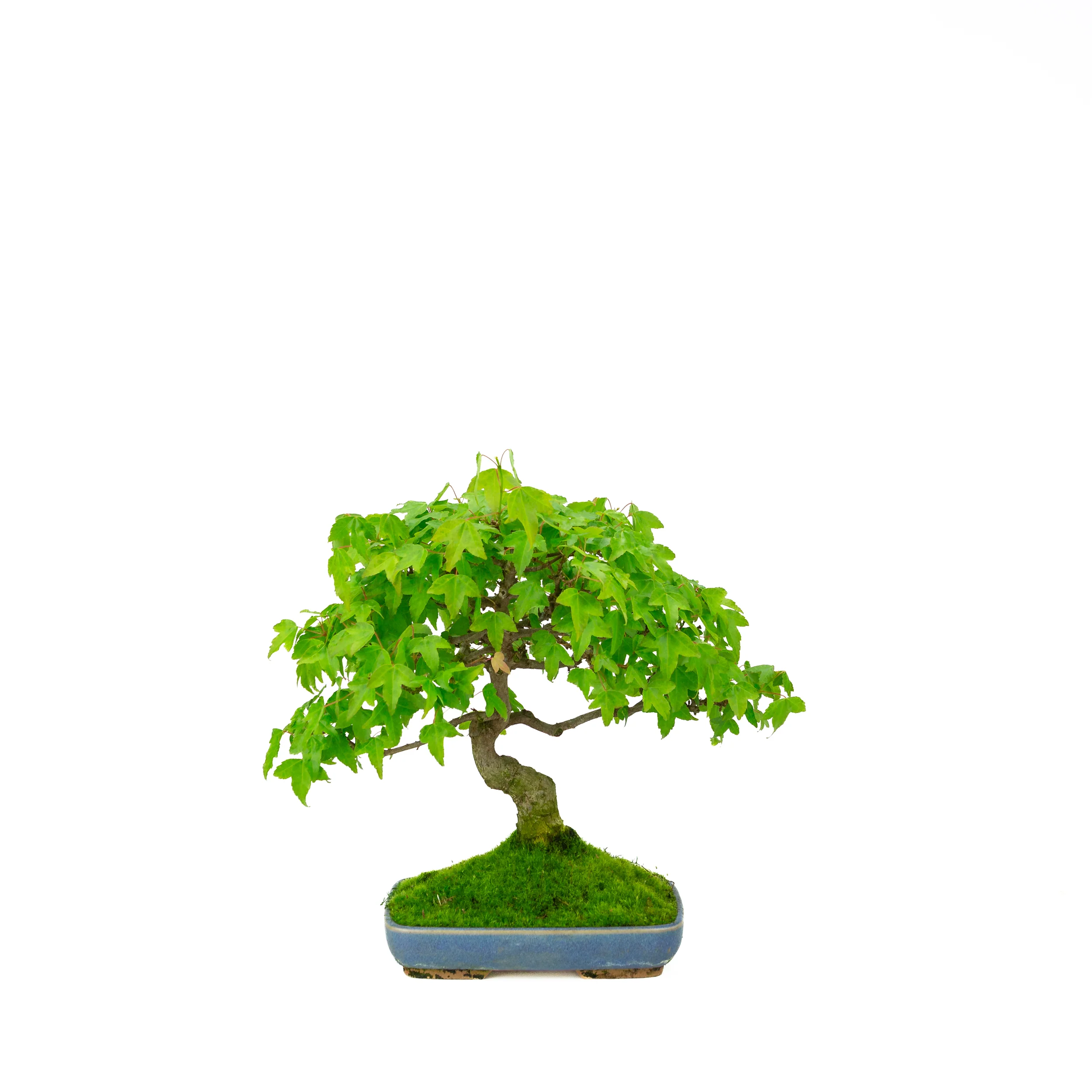 Esdoorn bonsai