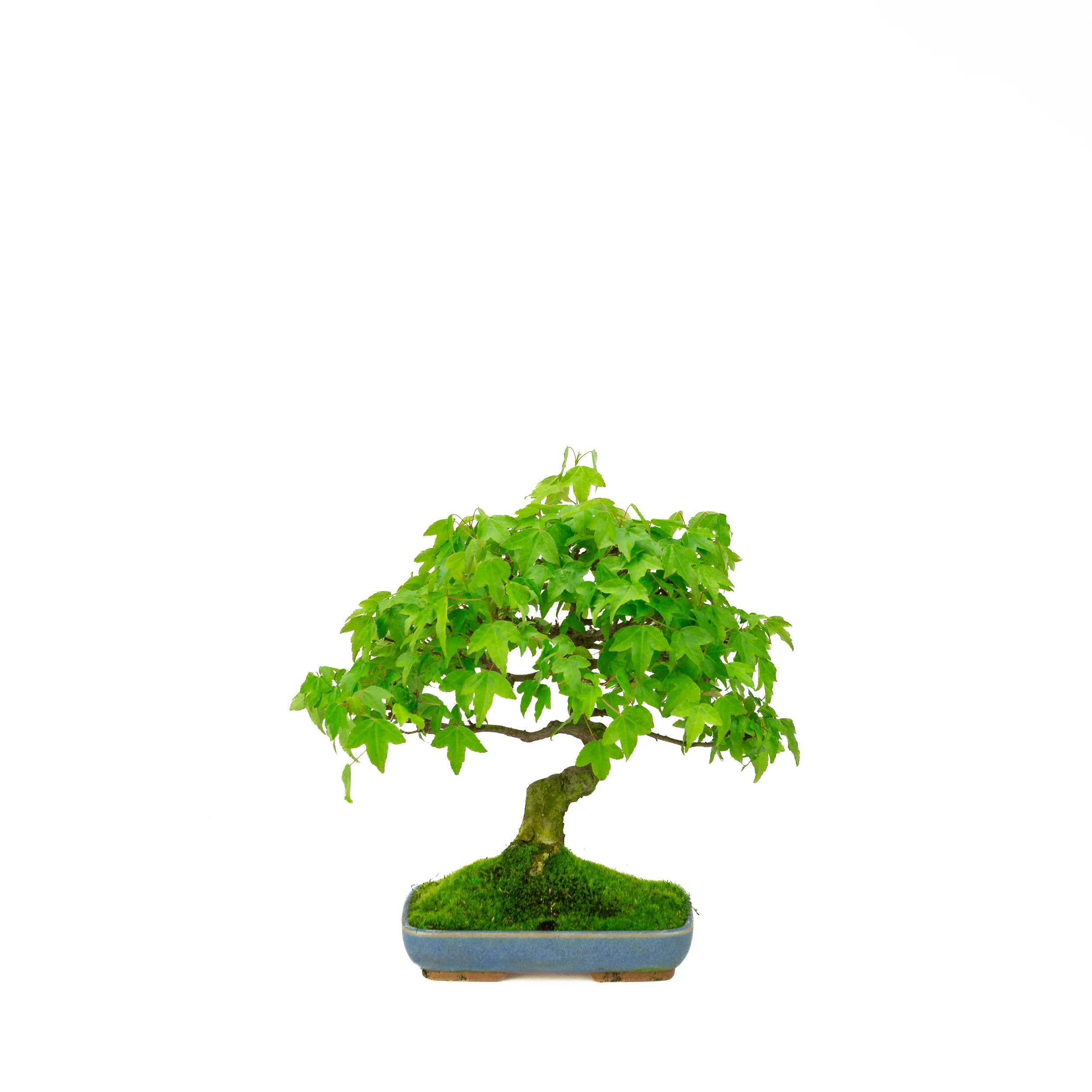 Productafbeelding 3
