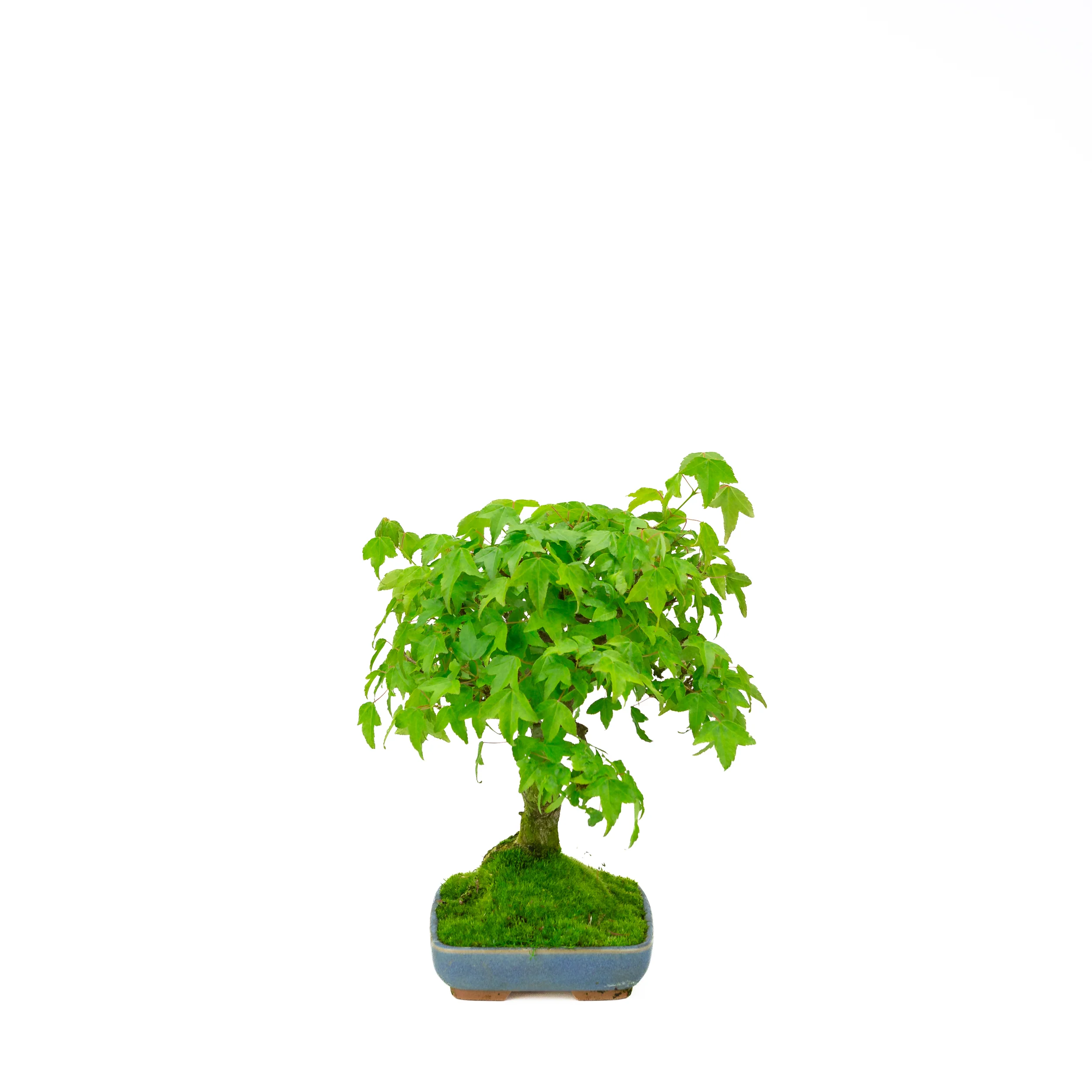 Productafbeelding 4