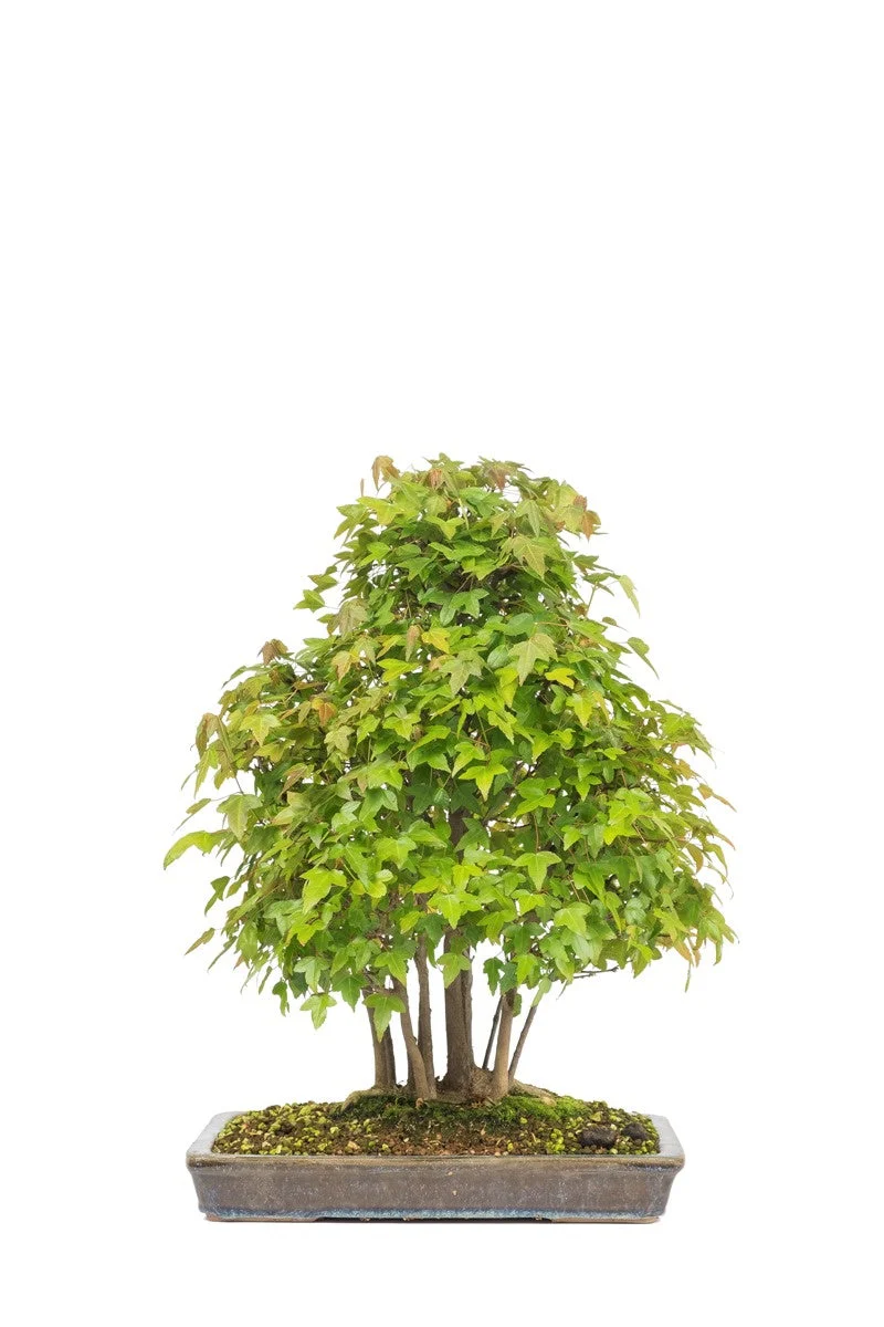 Productafbeelding 3