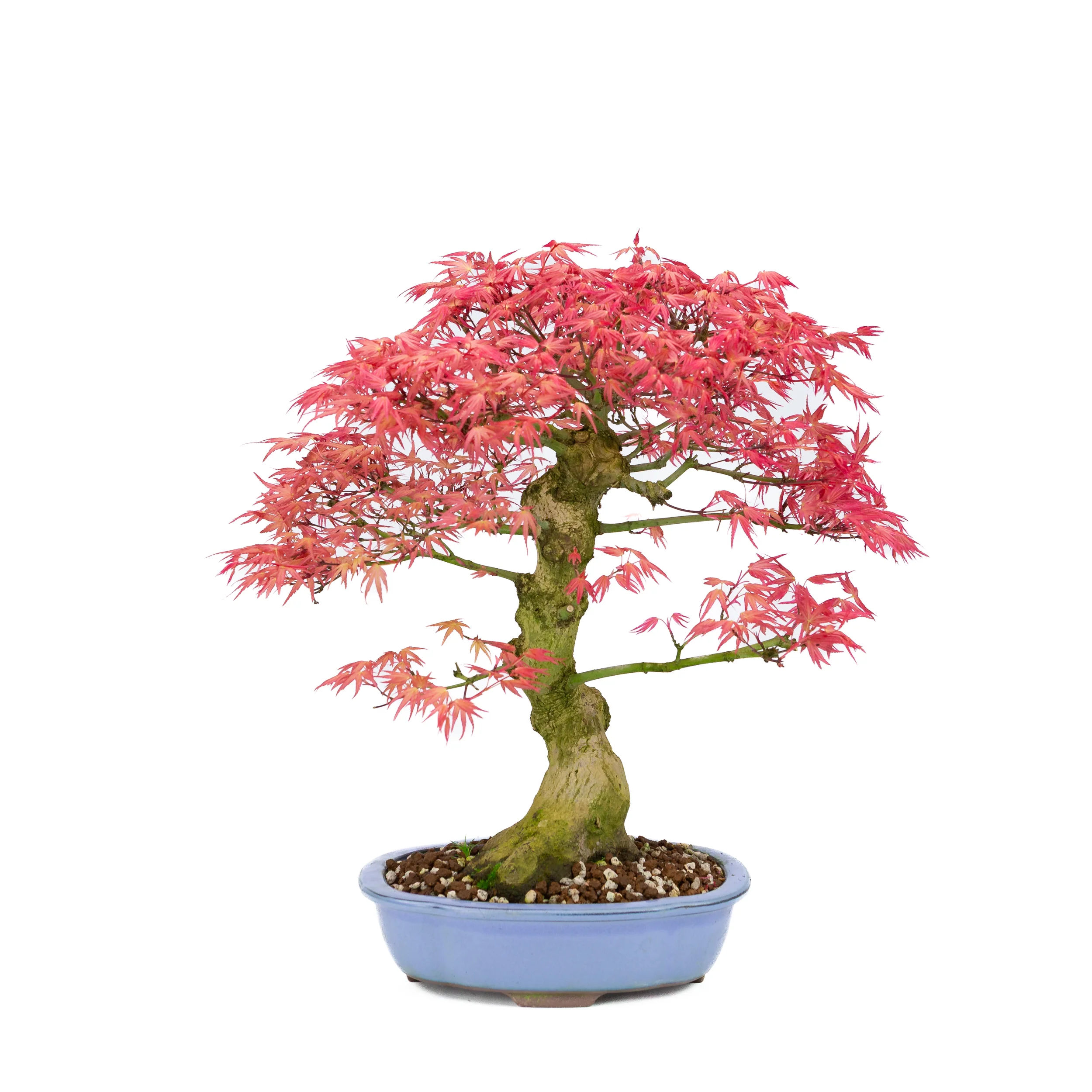 Exclusieve Bonsai