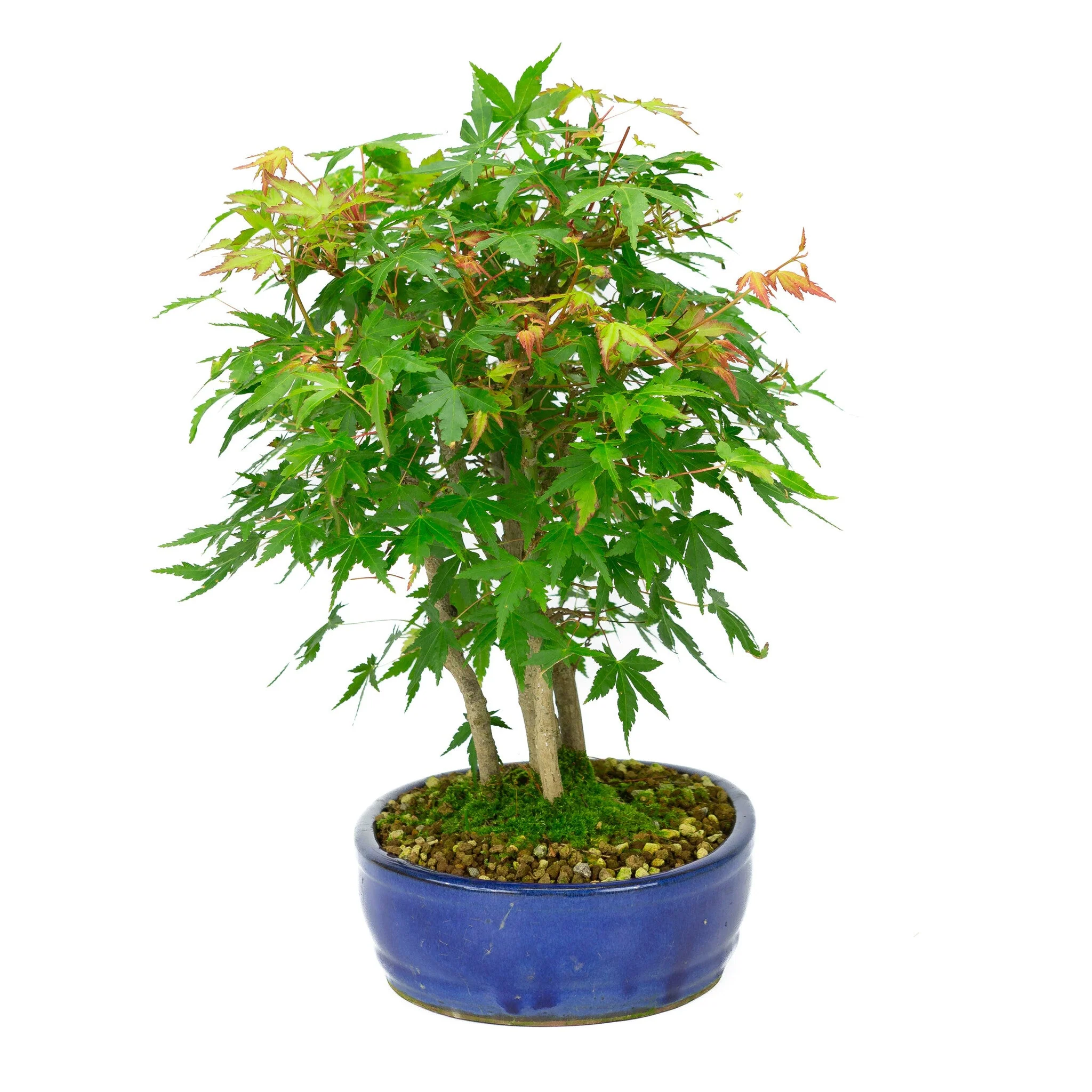 Miniatuur 2
