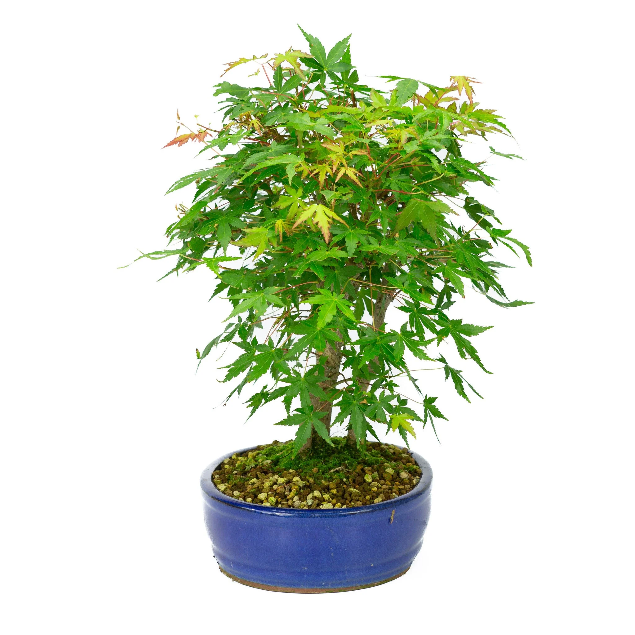Productafbeelding 4