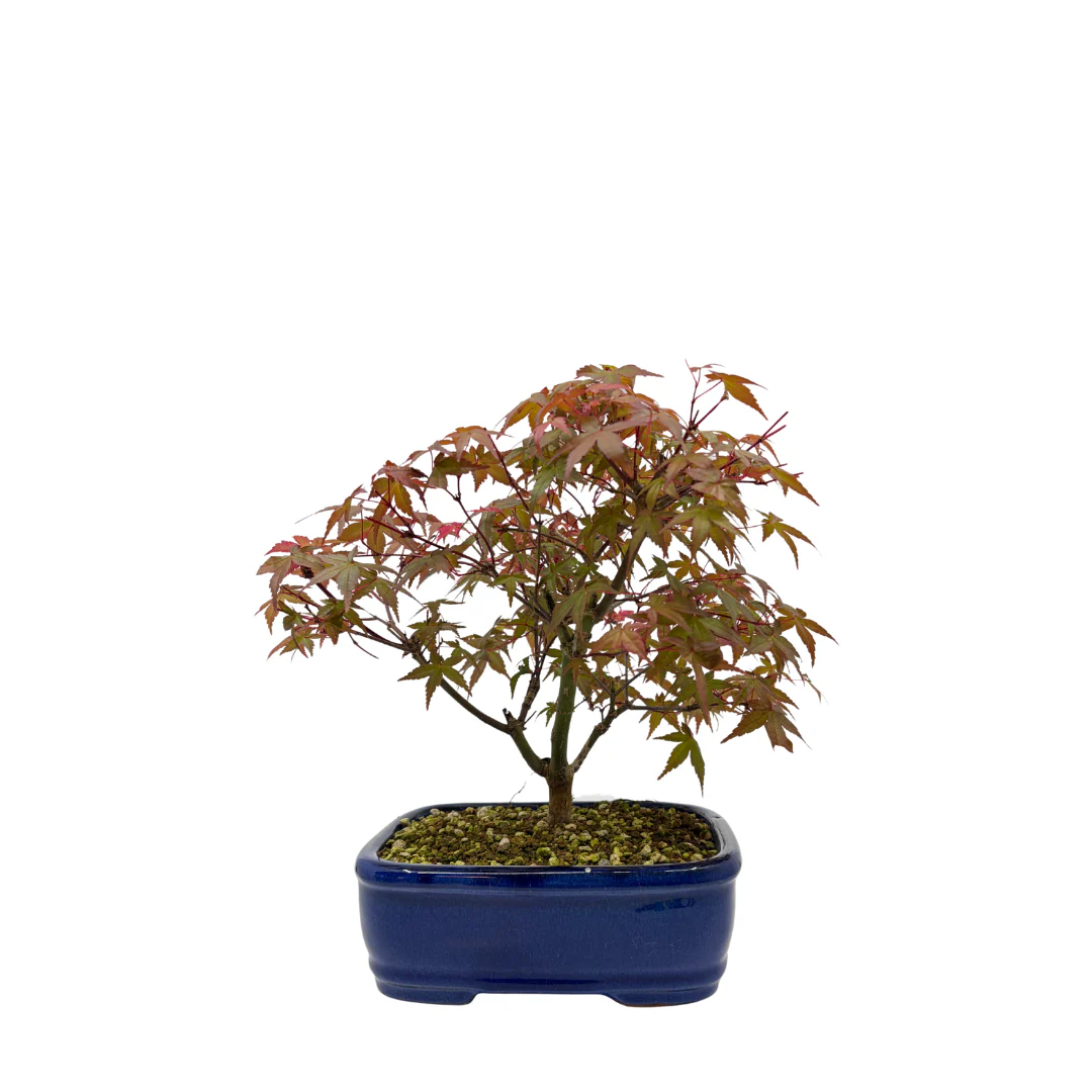 Buiten Bonsai