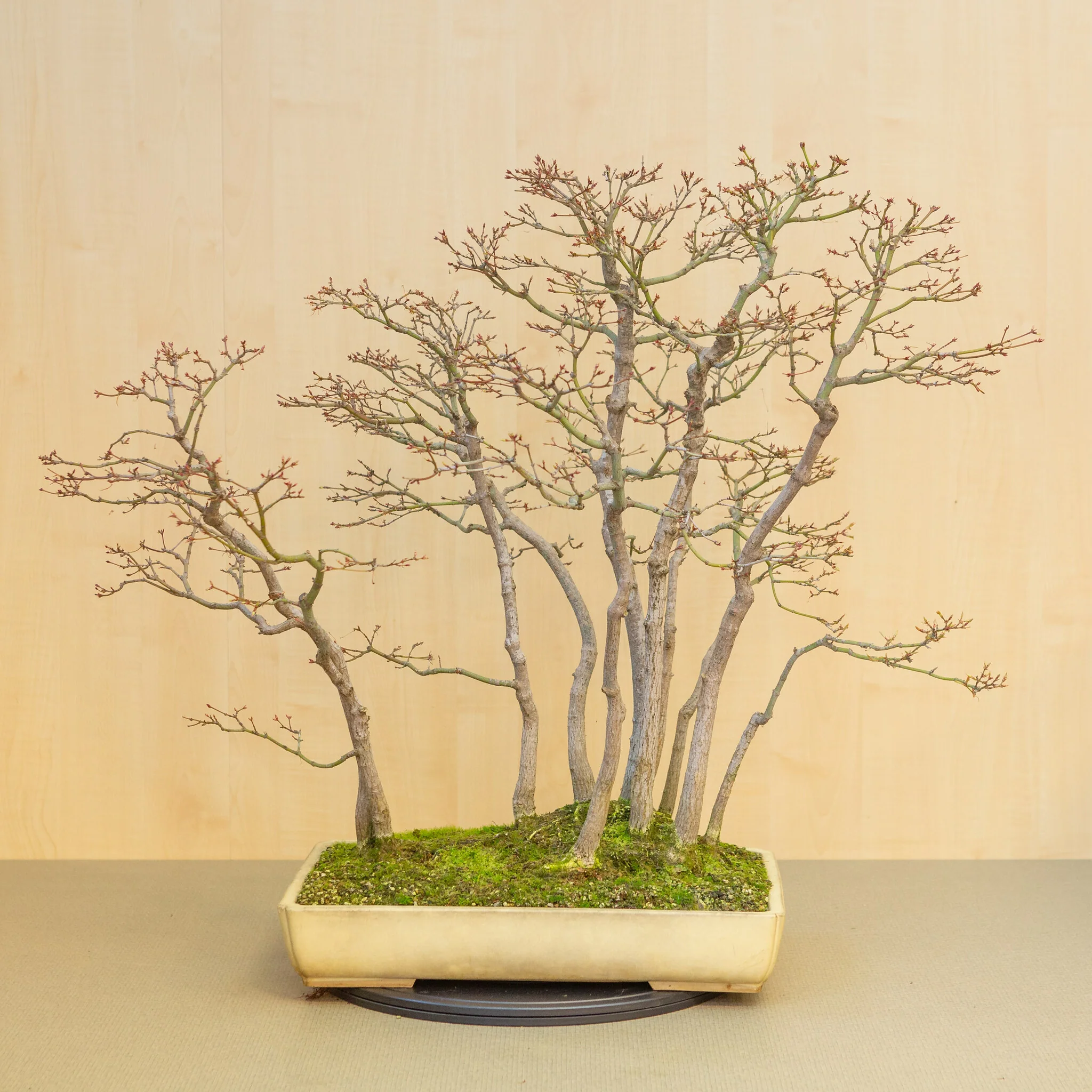 Miniatuur 1