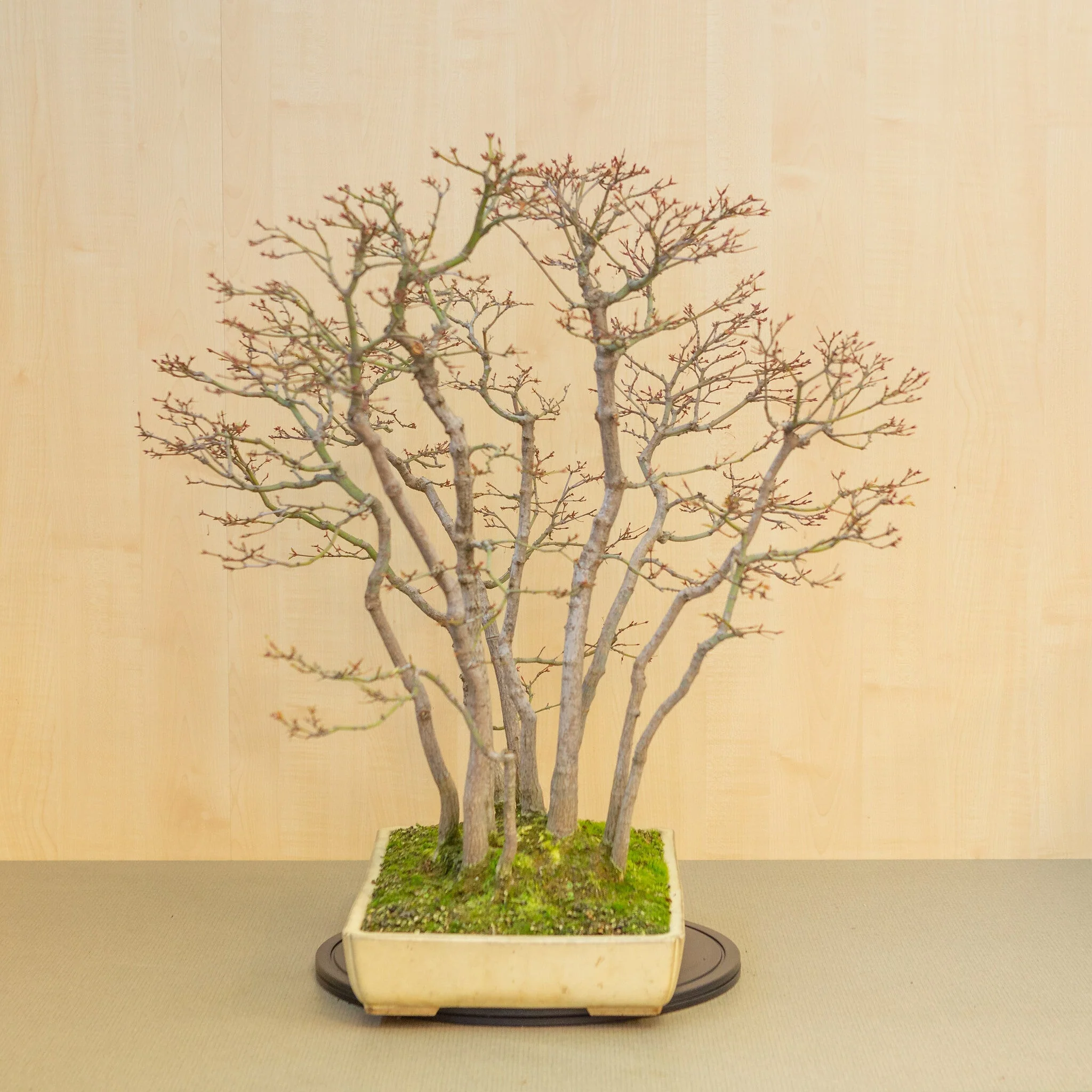 Miniatuur 2