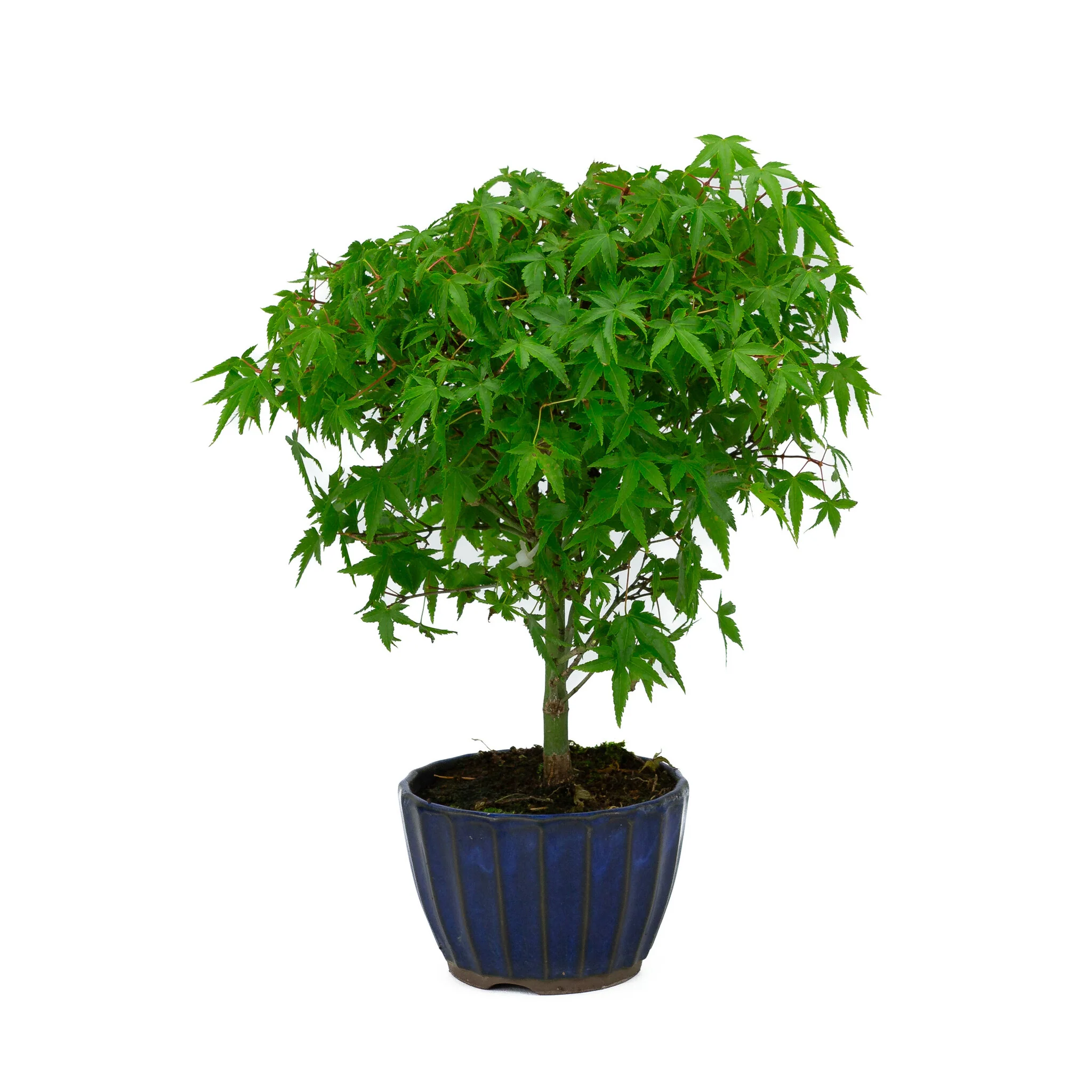 Miniatuur 1
