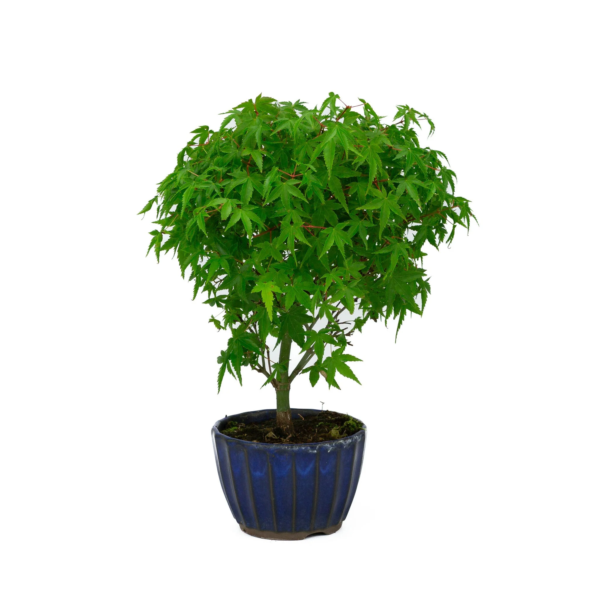 Miniatuur 2