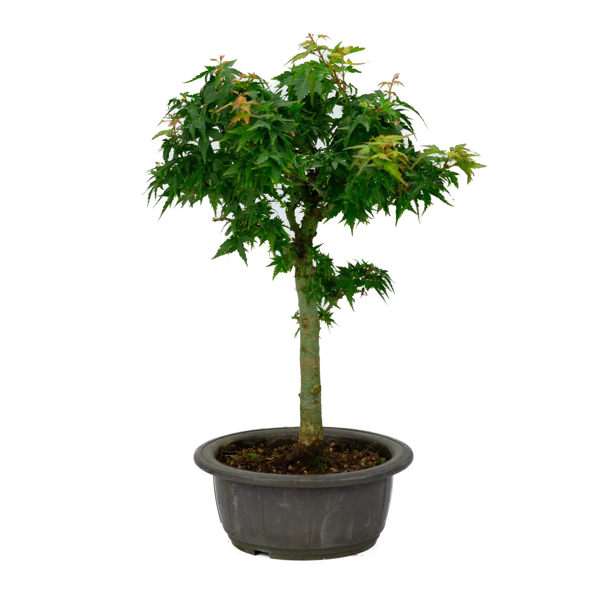 Miniatuur 2