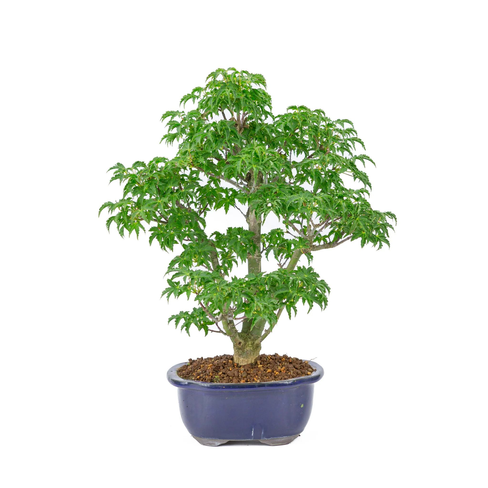Miniatuur 1