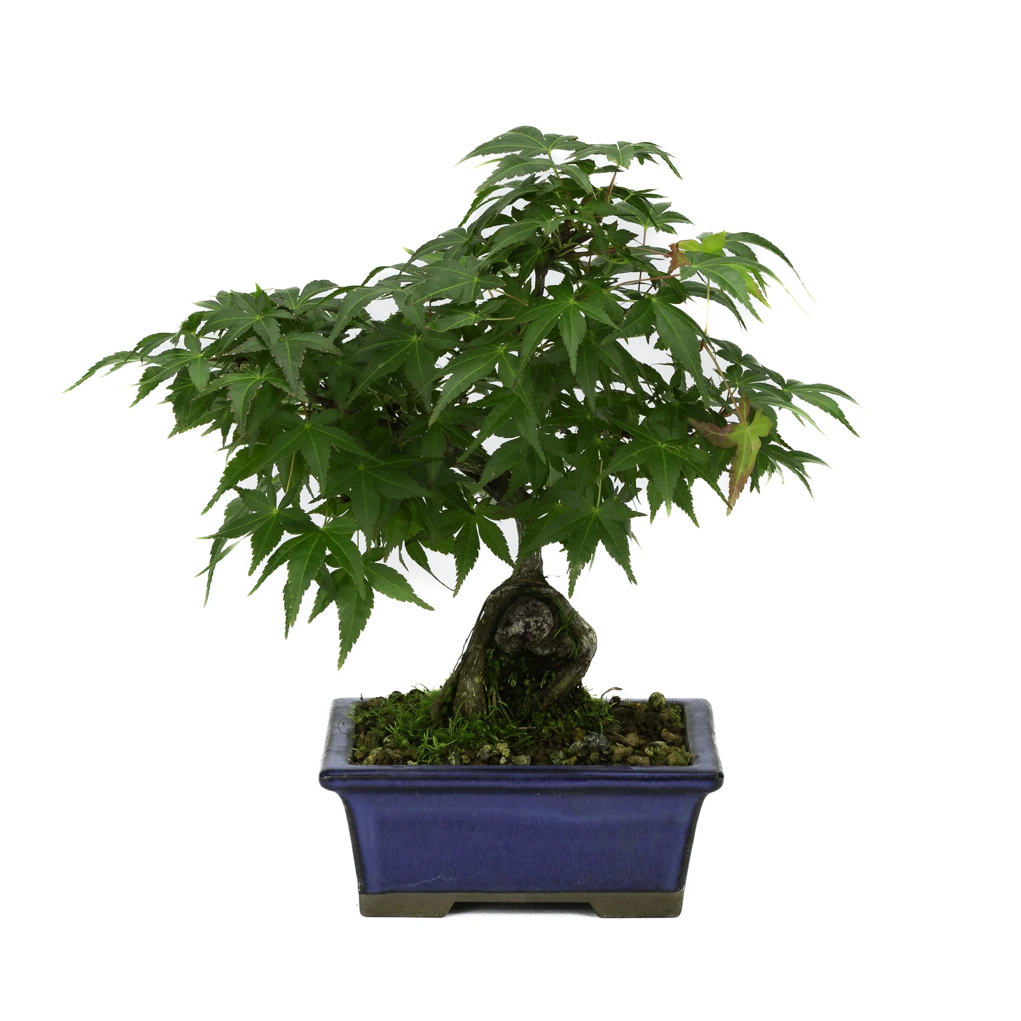 Miniatuur 1