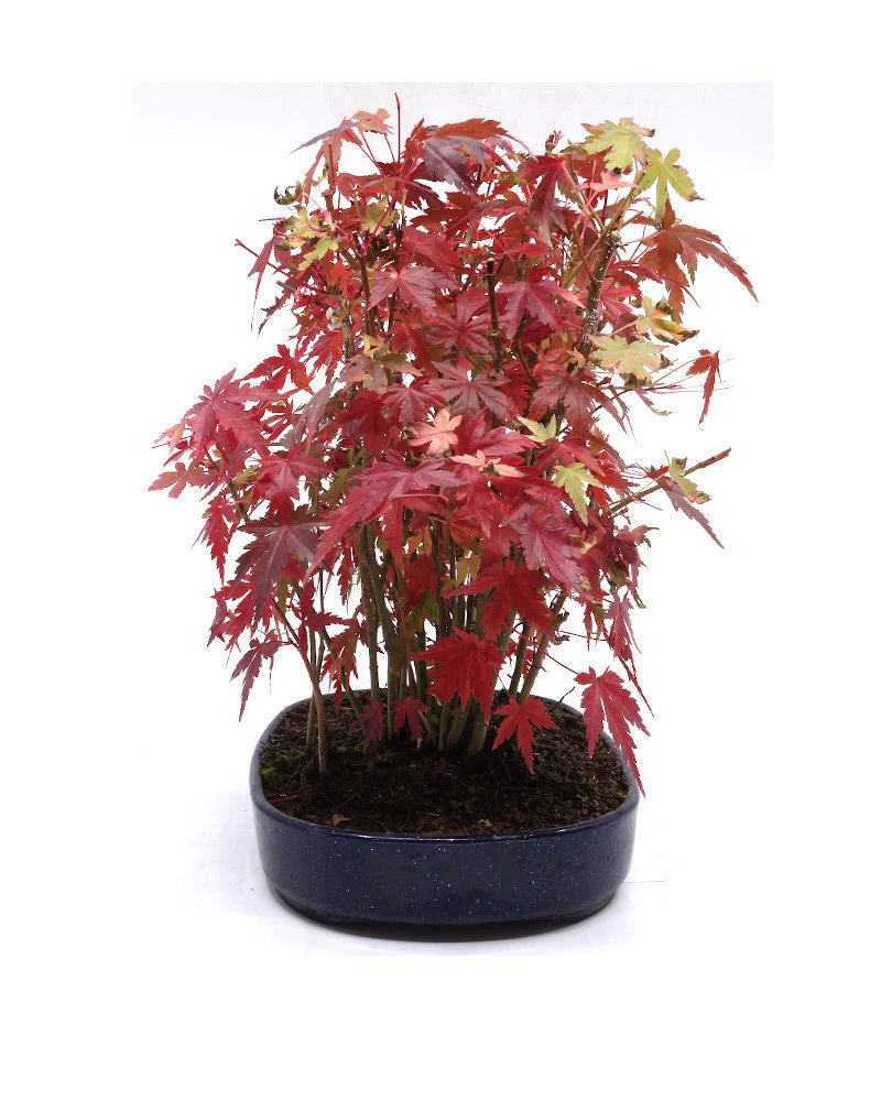Miniatuur 2