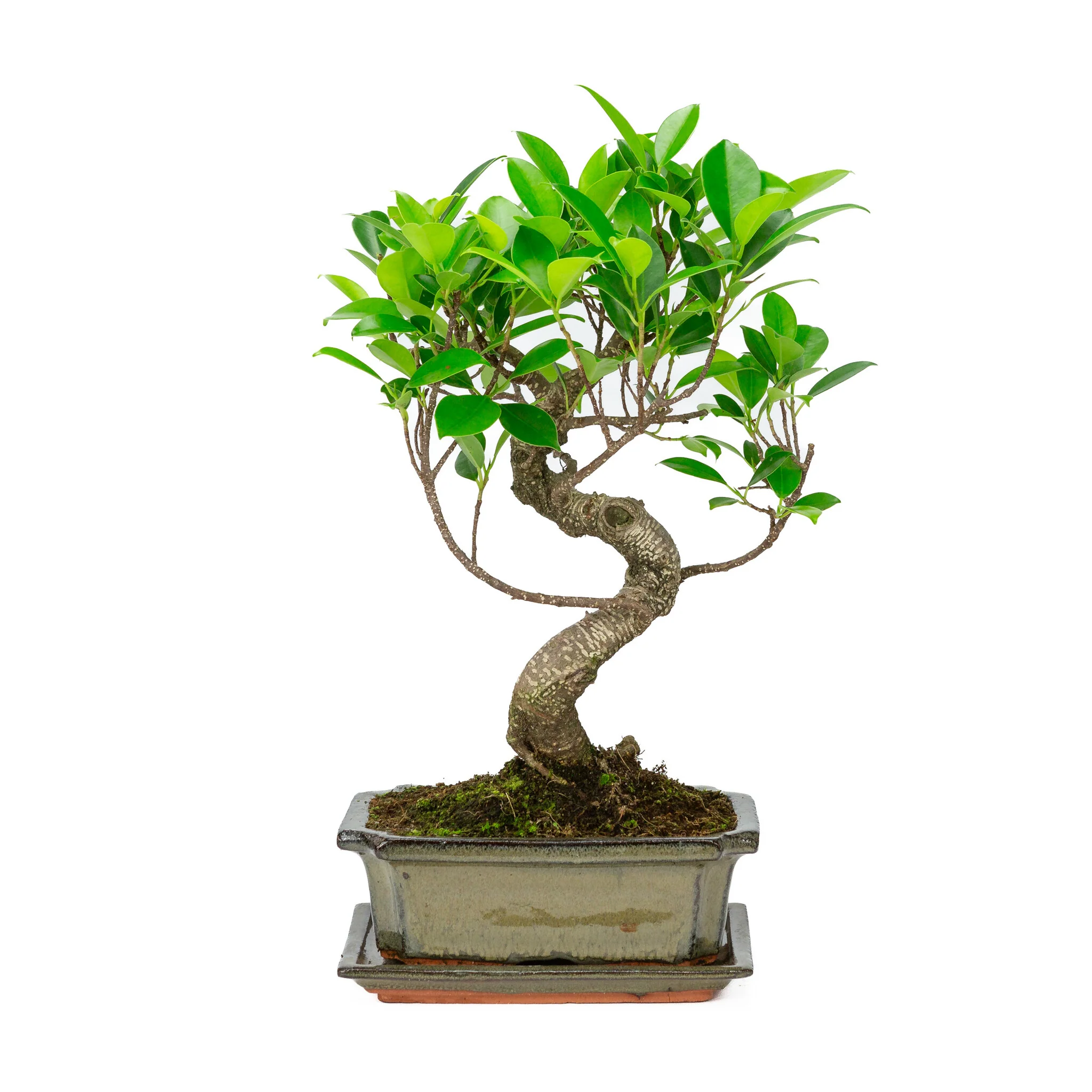 Miniatuur 1