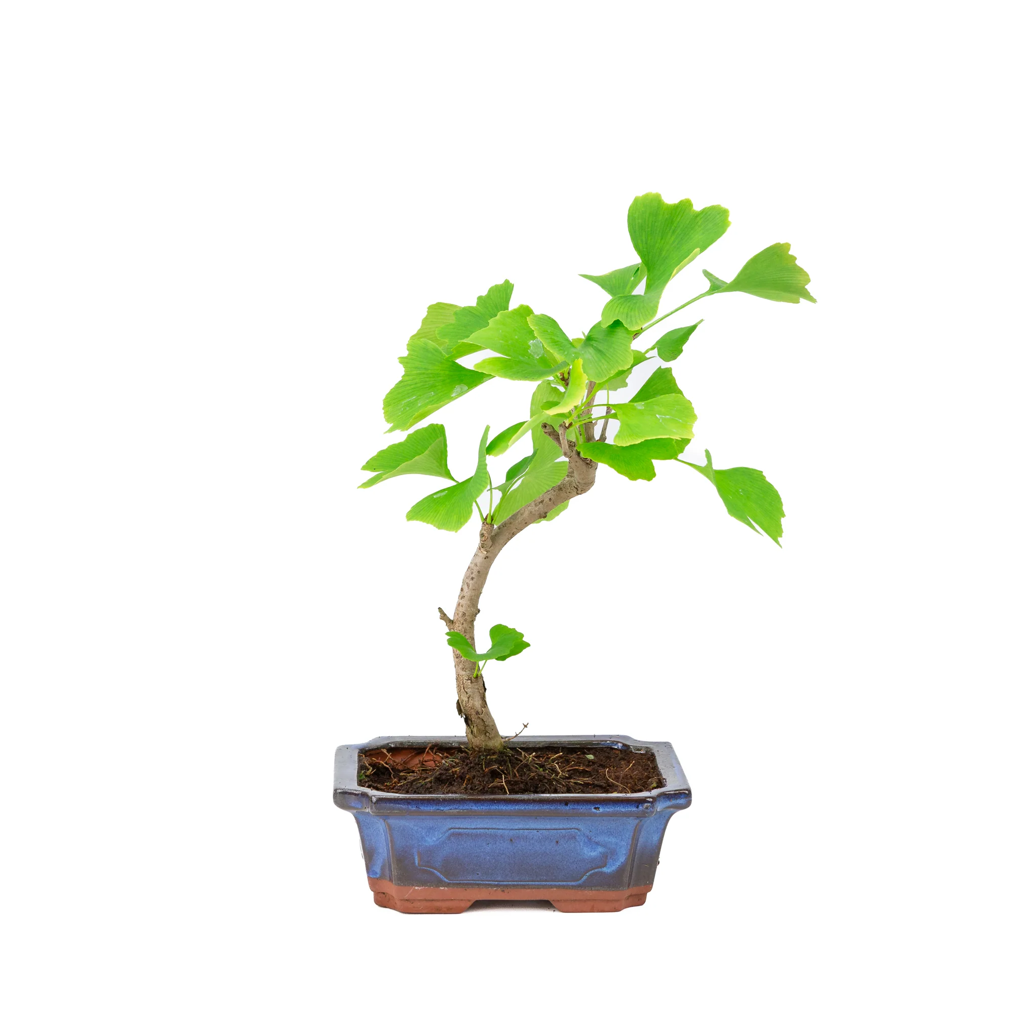 Miniatuur 1
