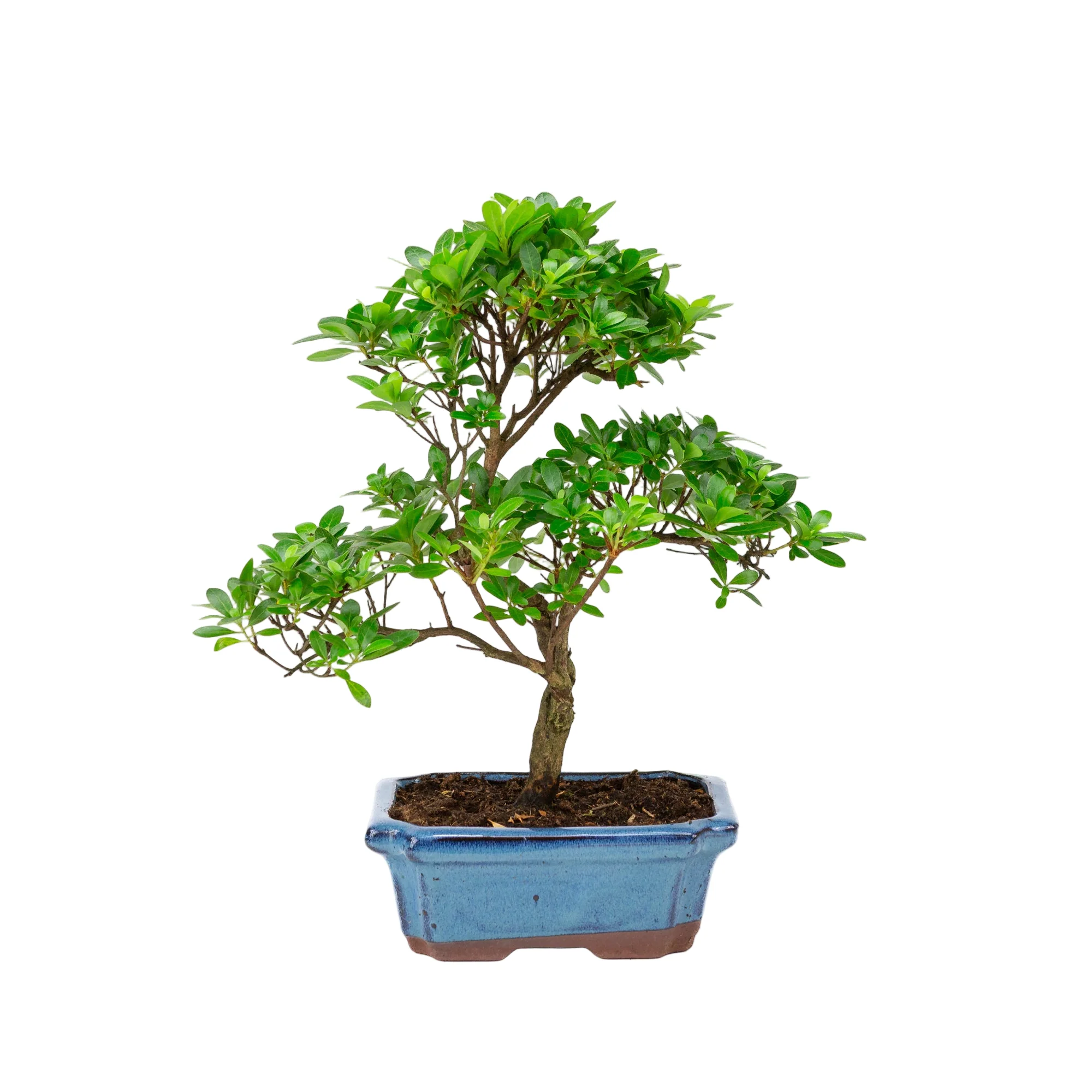 Miniatuur 1