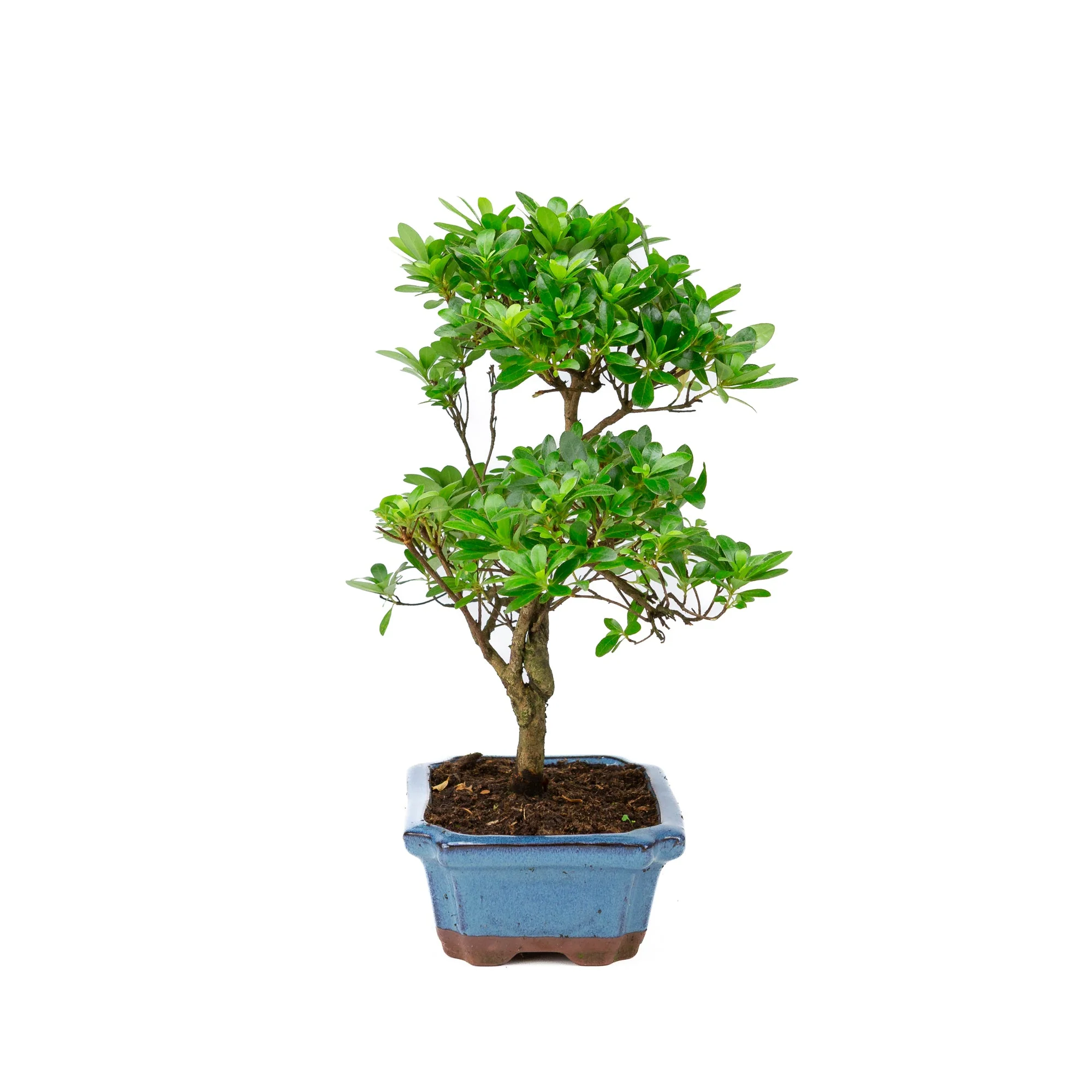 Miniatuur 2