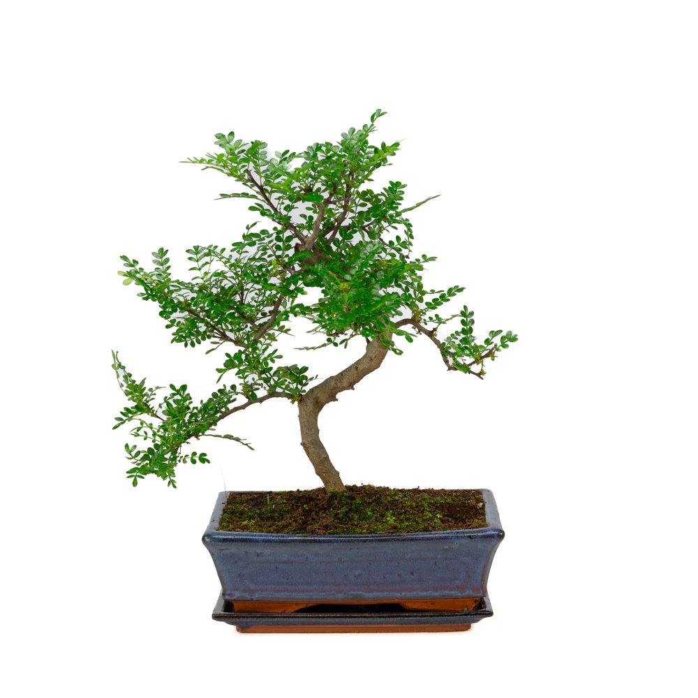 Miniatuur 1