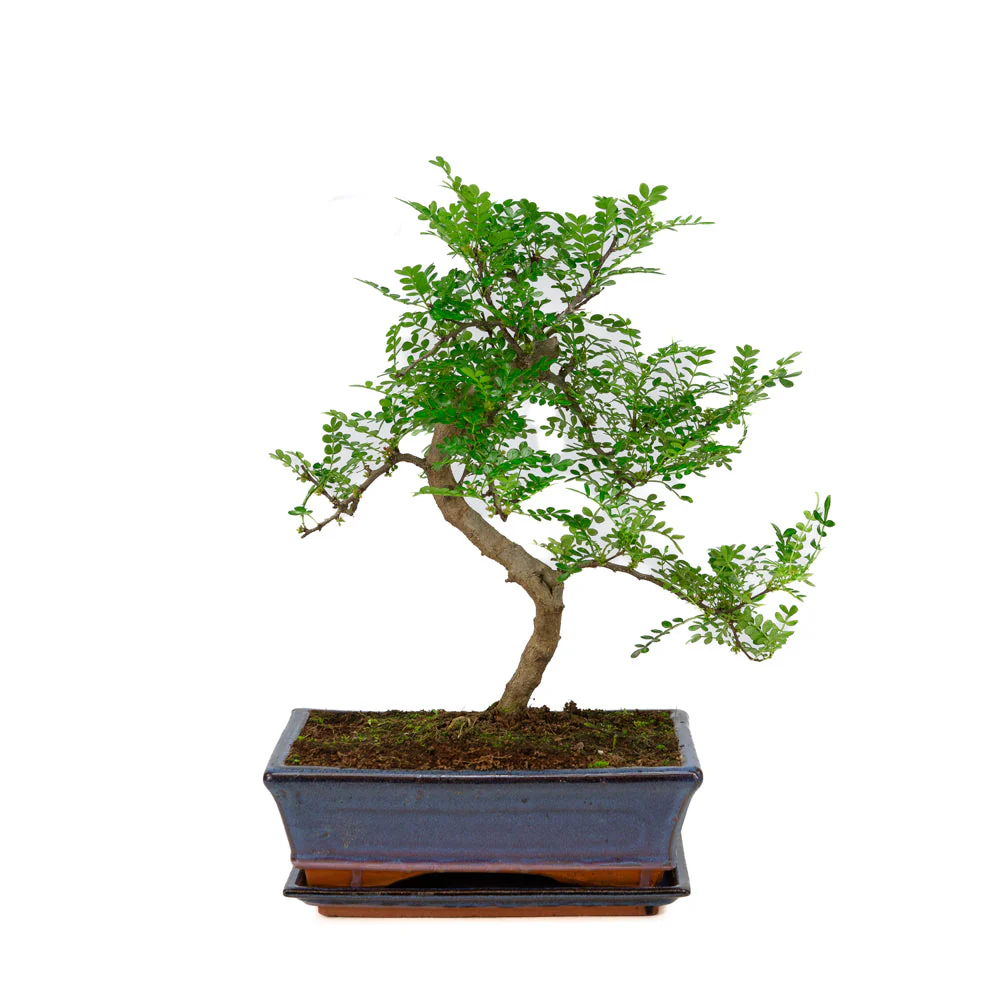 Miniatuur 2