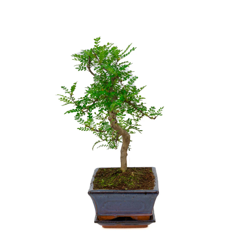 Productafbeelding 4