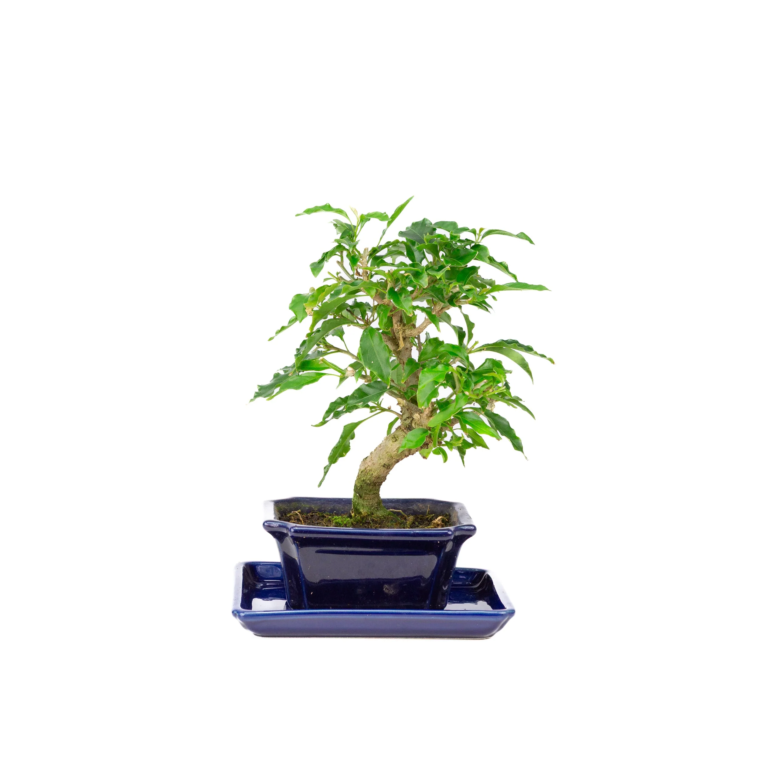Productafbeelding 3