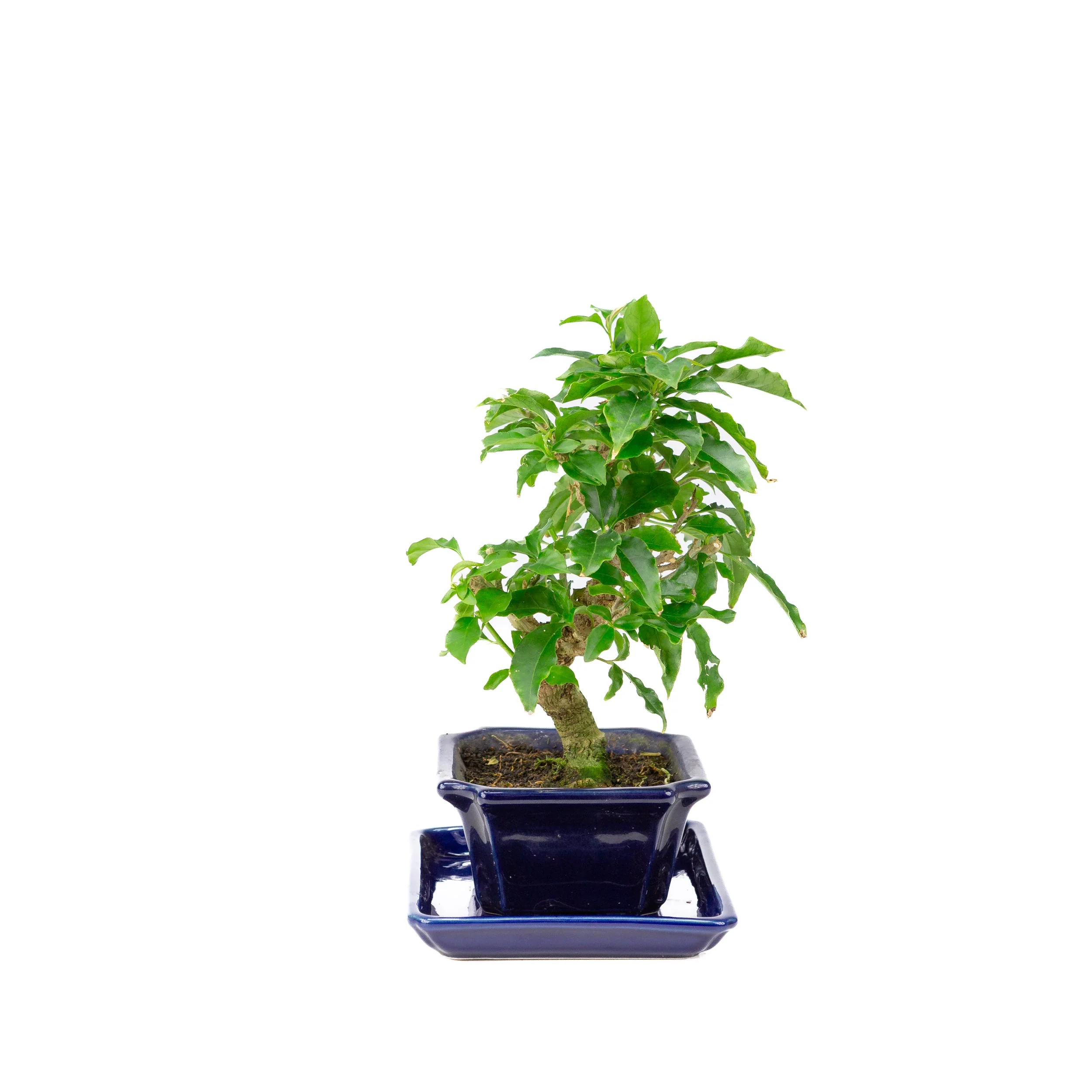Productafbeelding 4