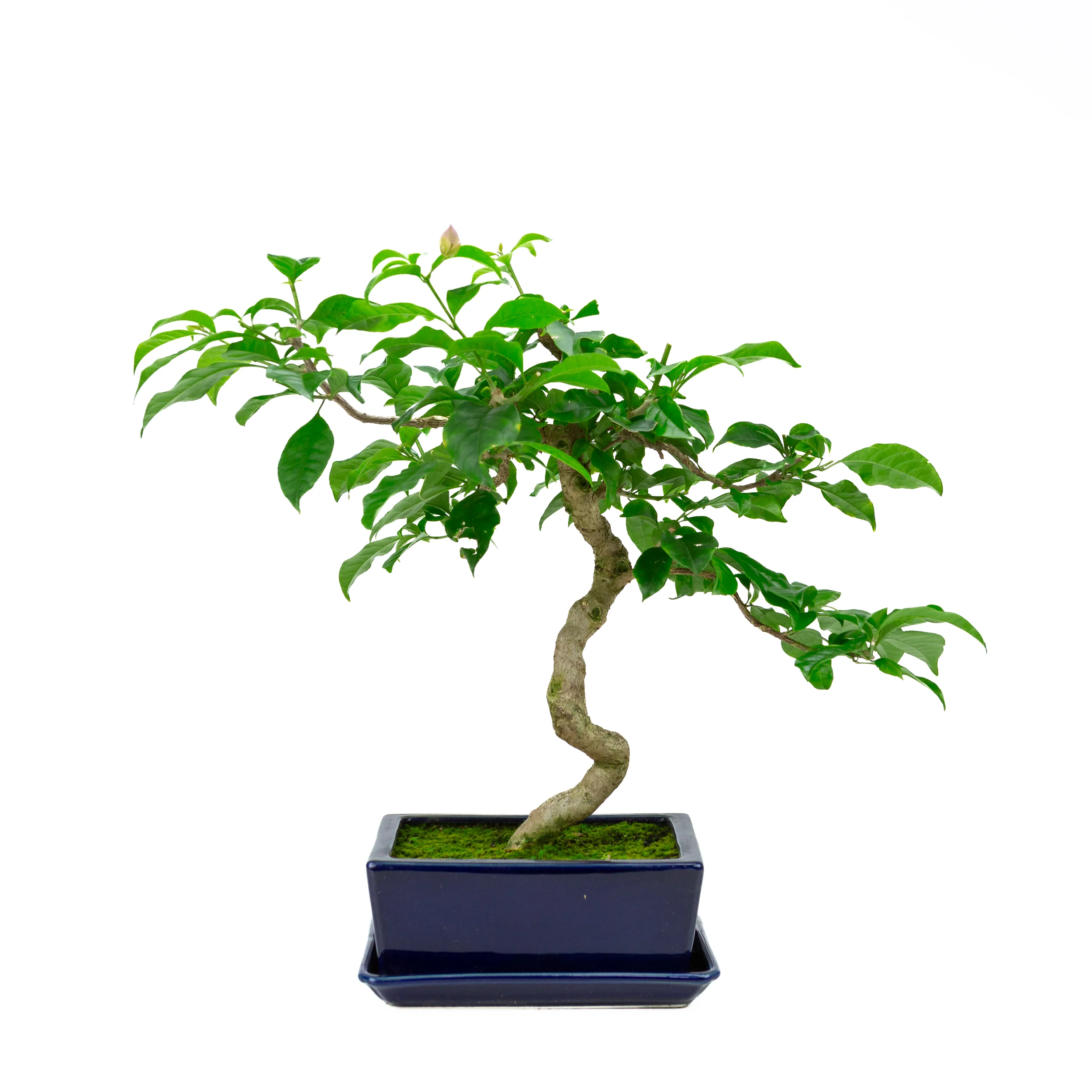Productafbeelding 3