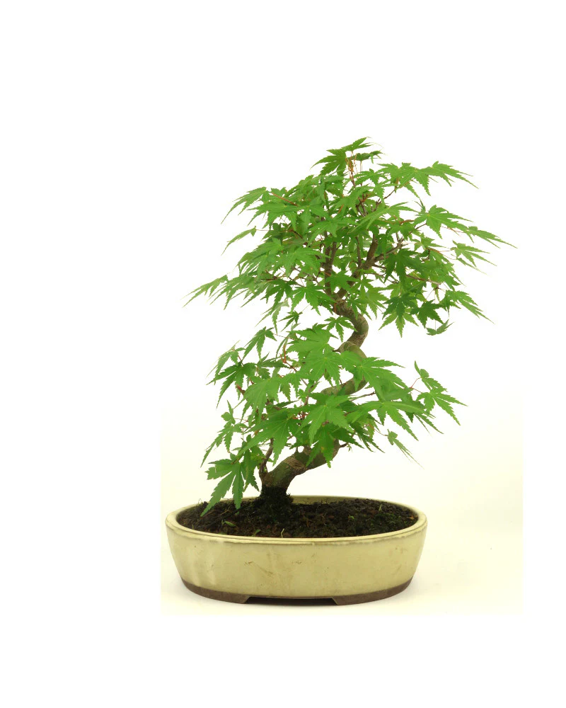 Miniatuur 1