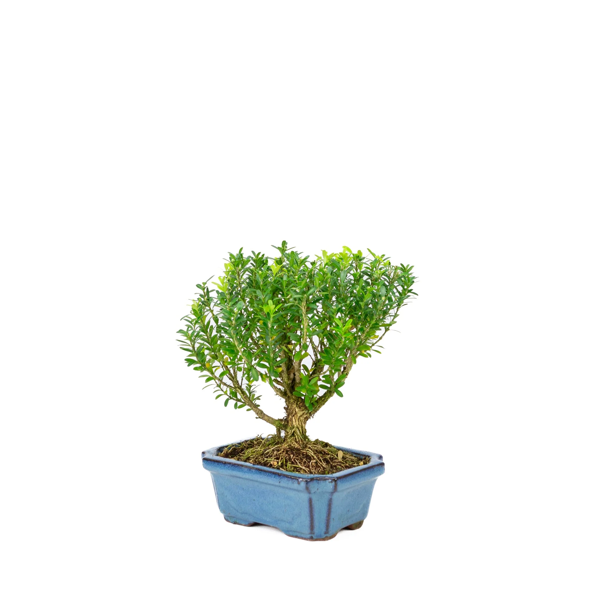 Productafbeelding 3