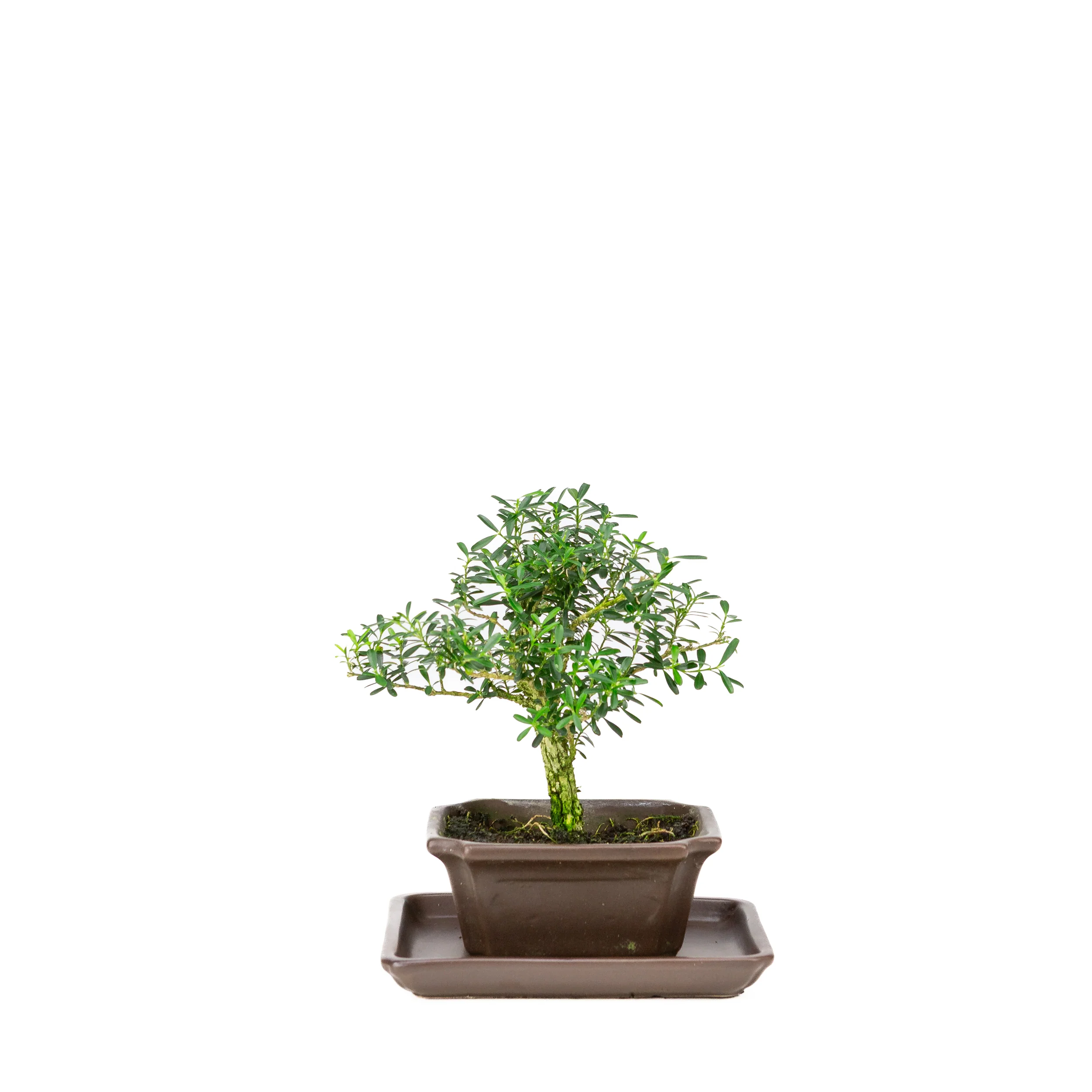 Productafbeelding 1
