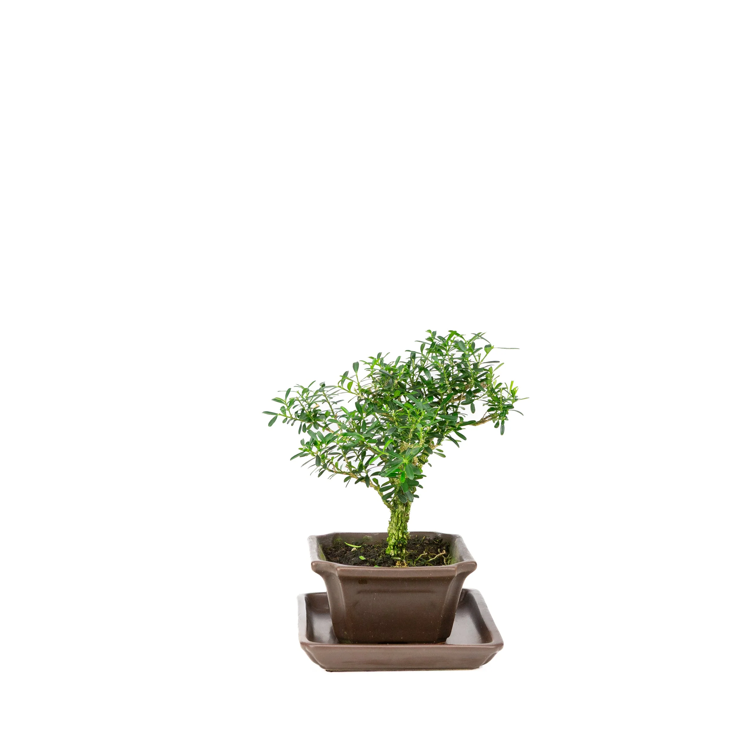 Productafbeelding 2