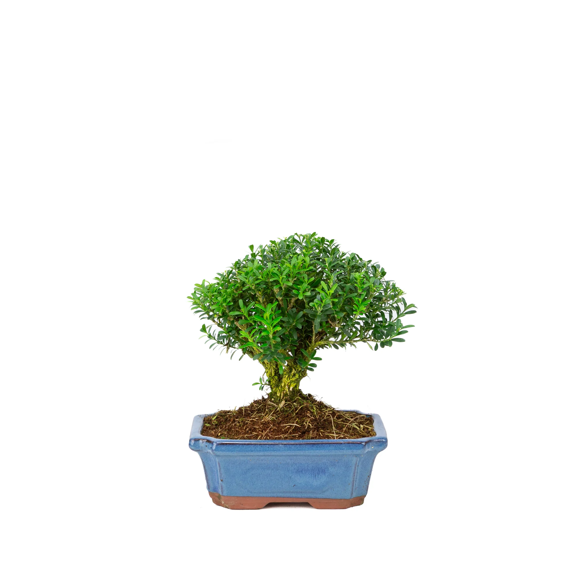 Productafbeelding 1