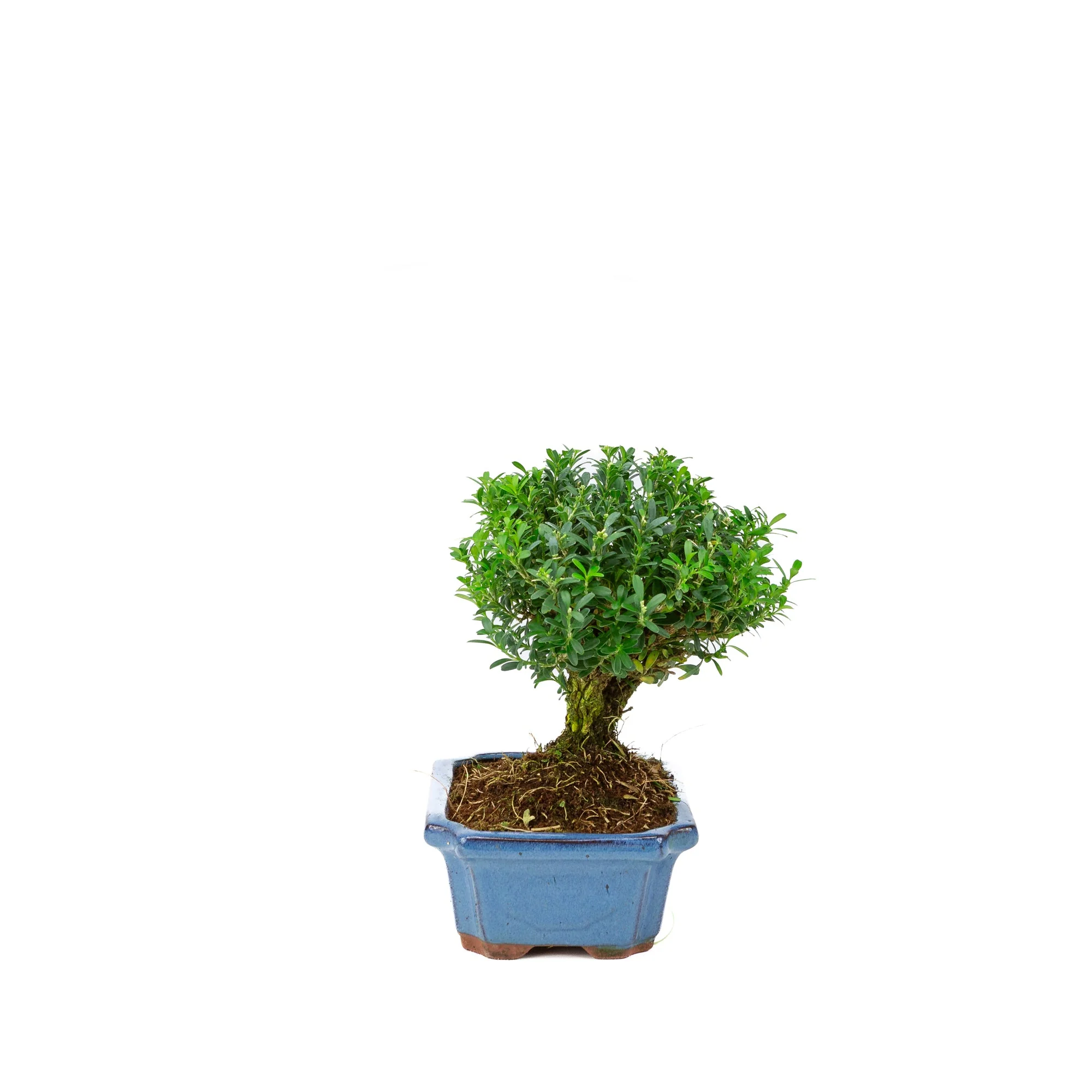 Productafbeelding 2