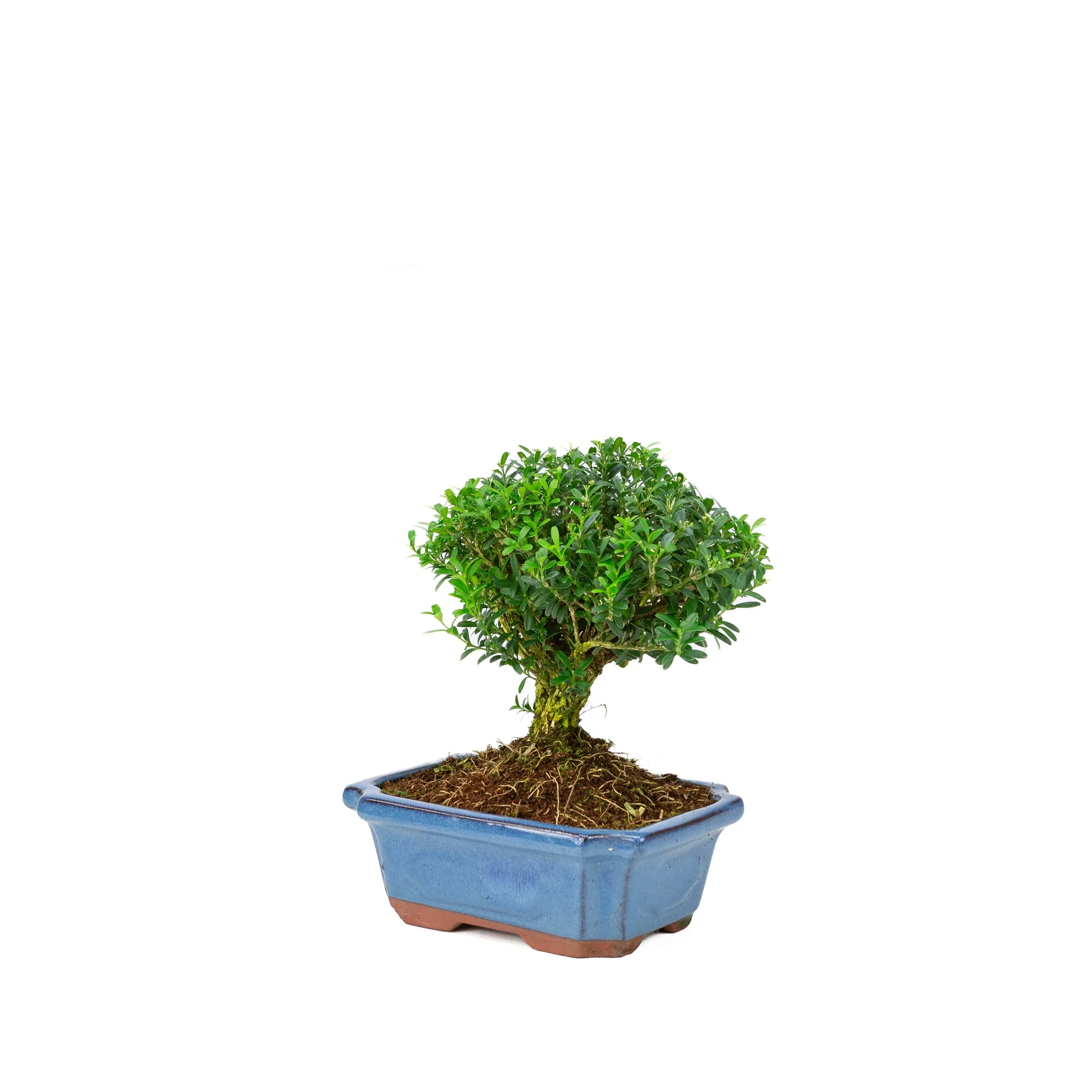 Productafbeelding 3