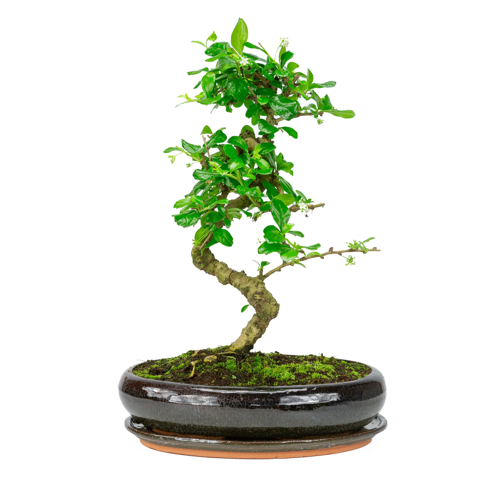 Miniatuur 1