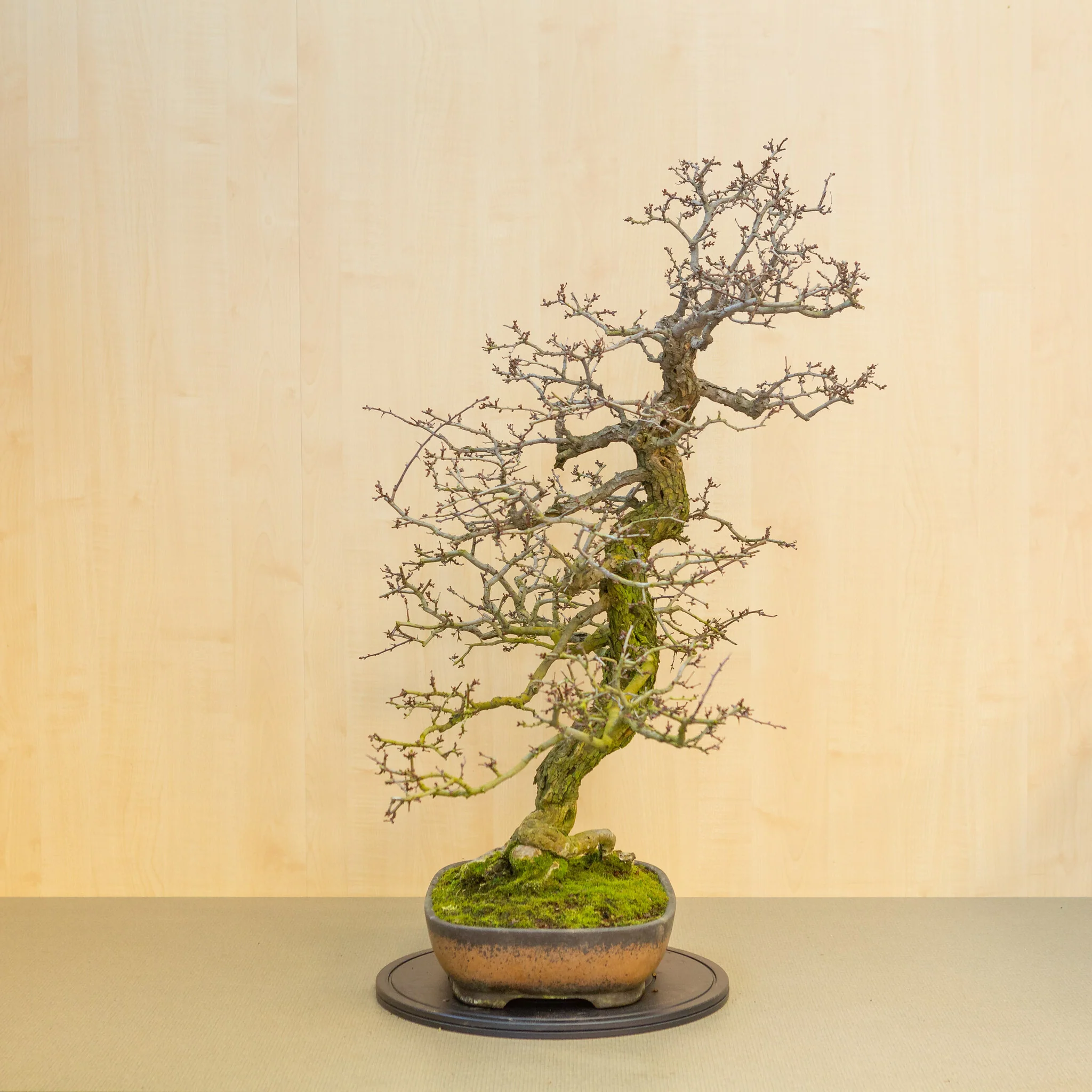 Miniatuur 1