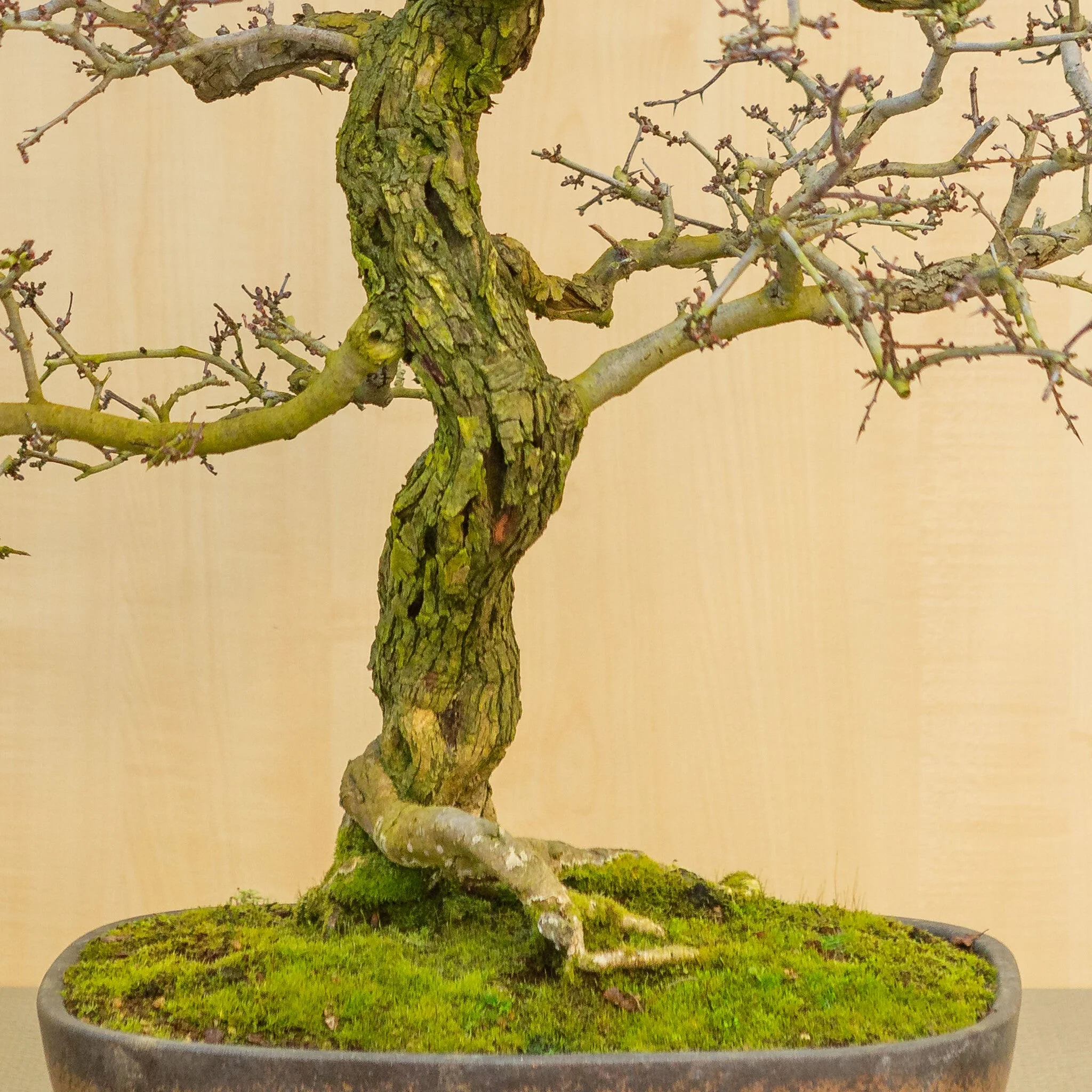 Miniatuur 2