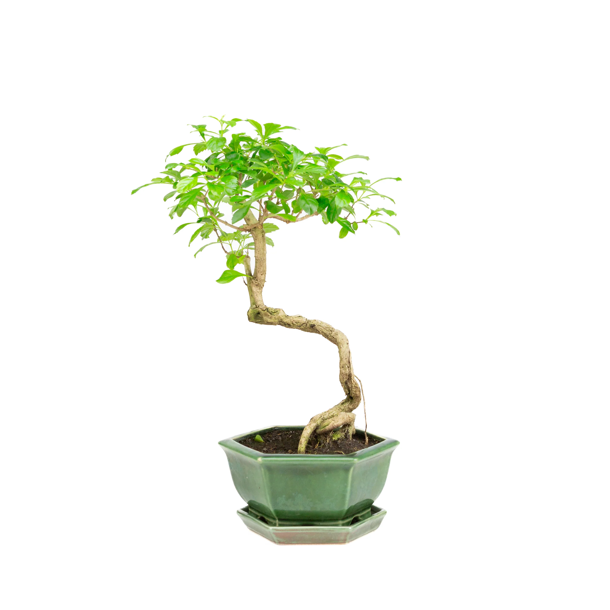 Productafbeelding 1