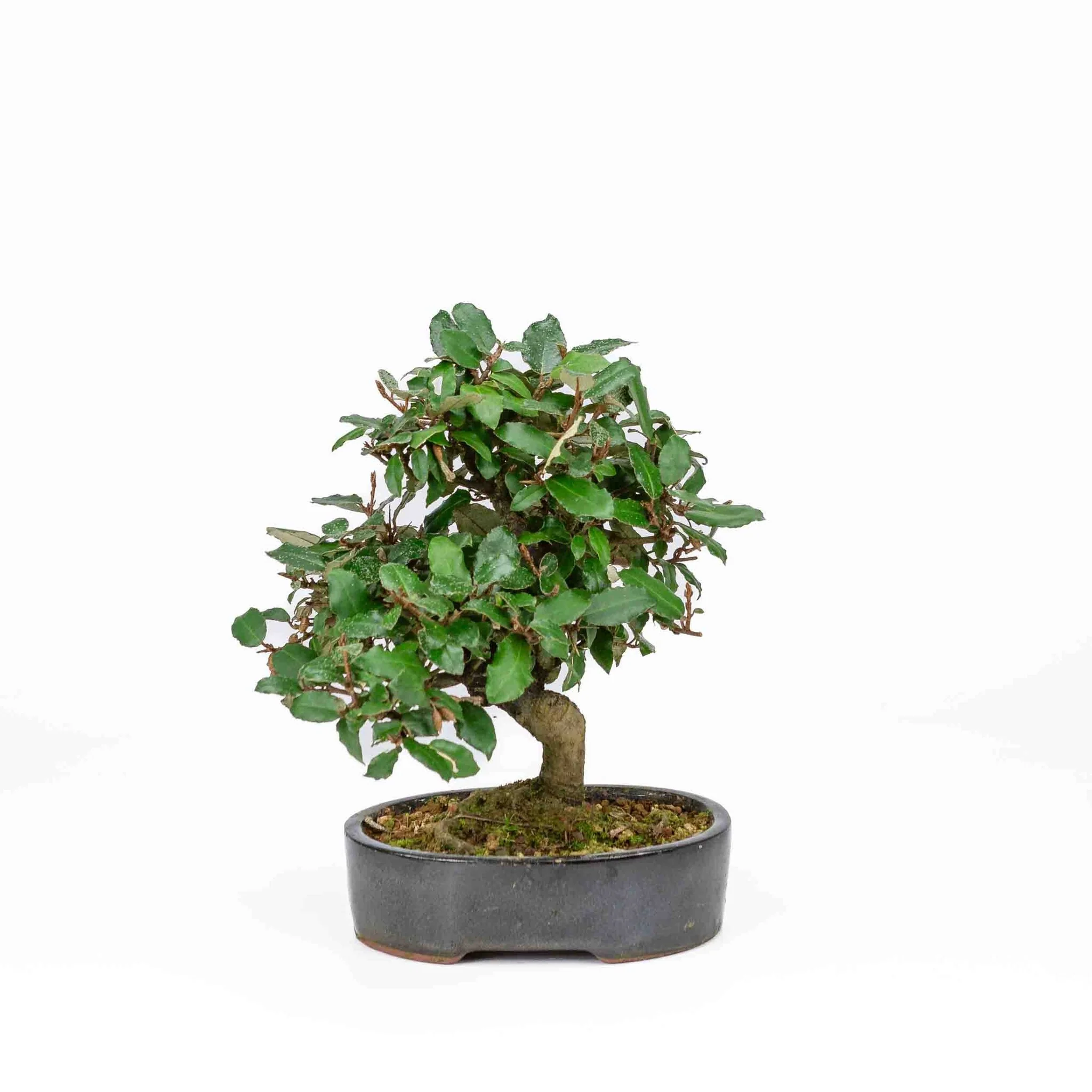 Miniatuur 1