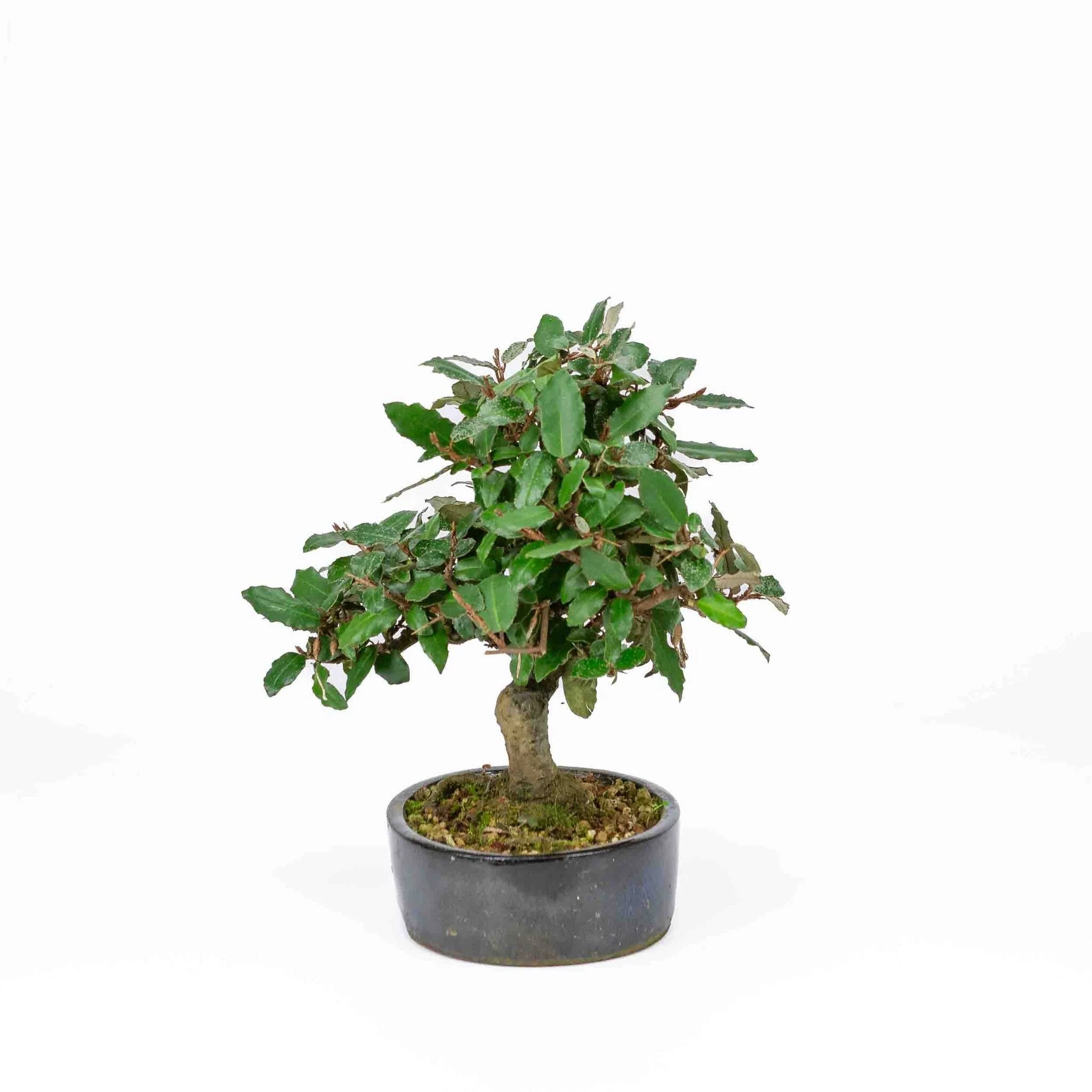 Miniatuur 2