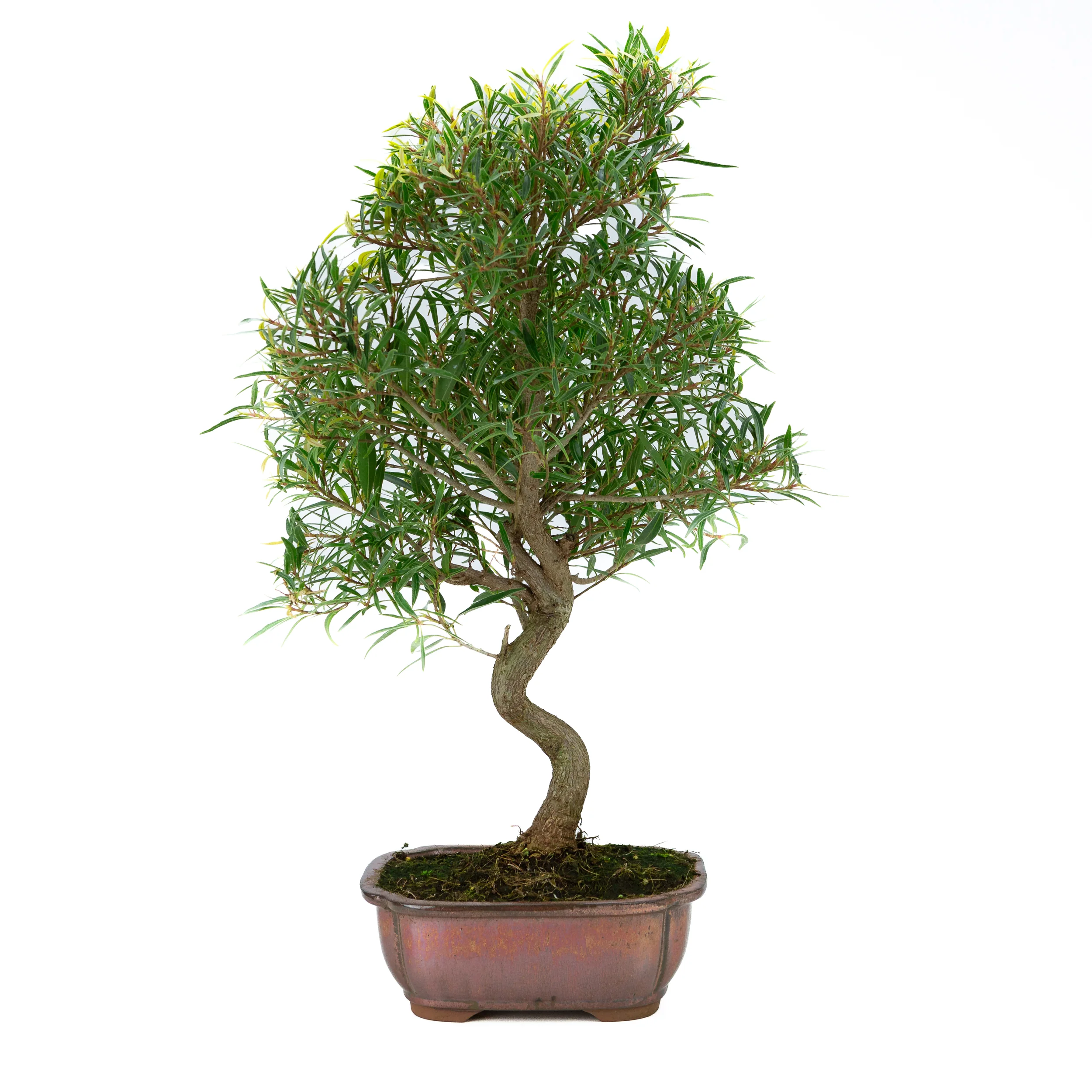Miniatuur 1