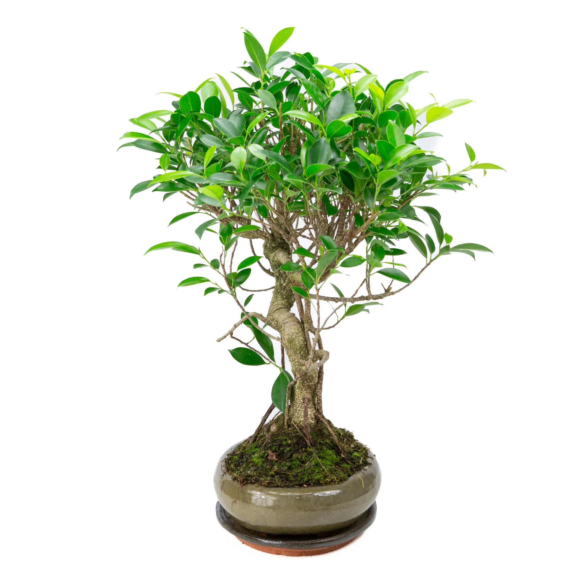 Miniatuur 2