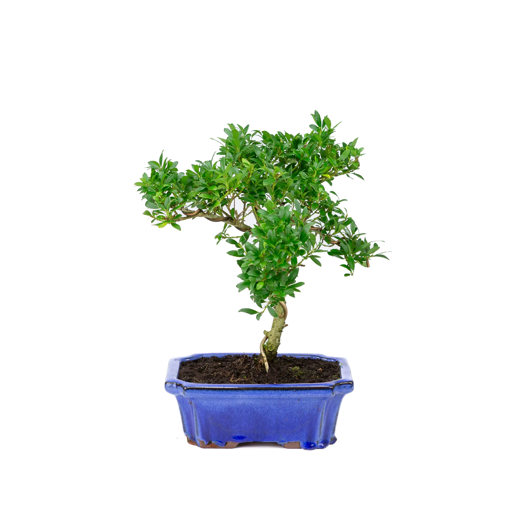 Miniatuur 1