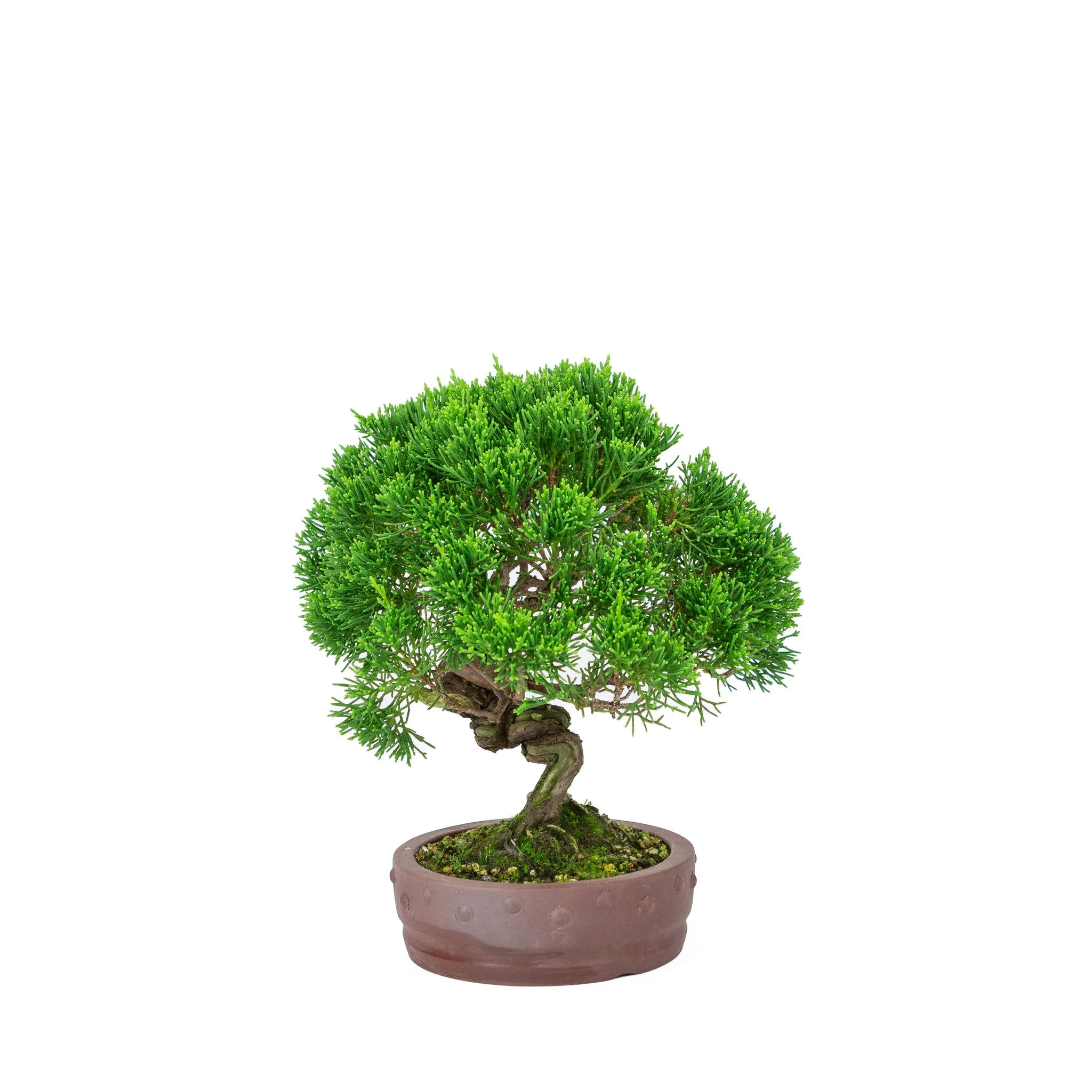 Miniatuur 2
