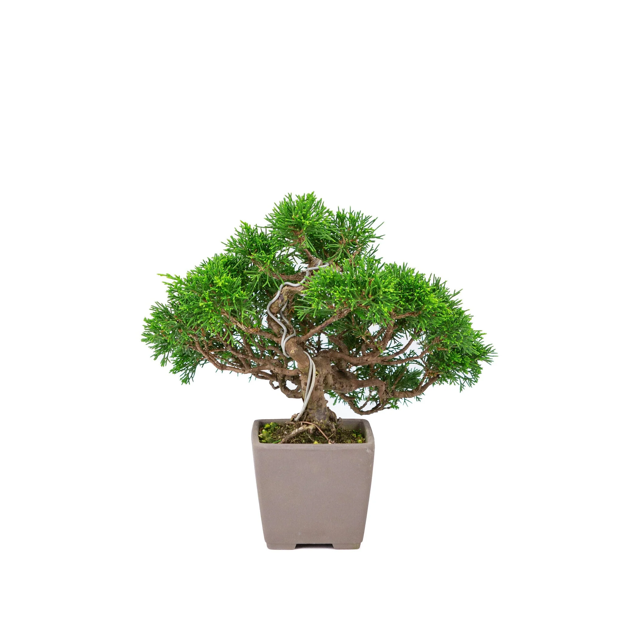 Miniatuur 2
