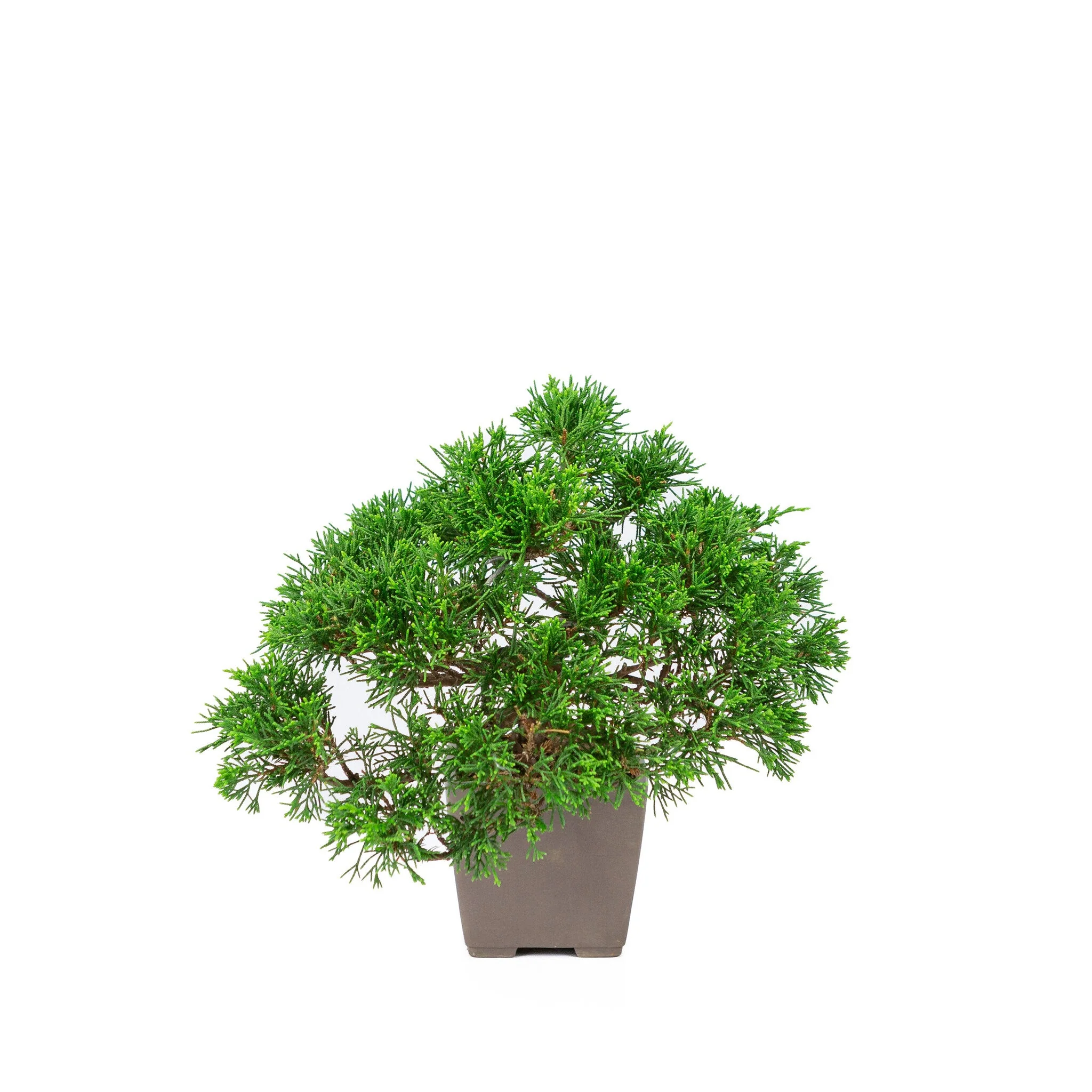 Productafbeelding 3