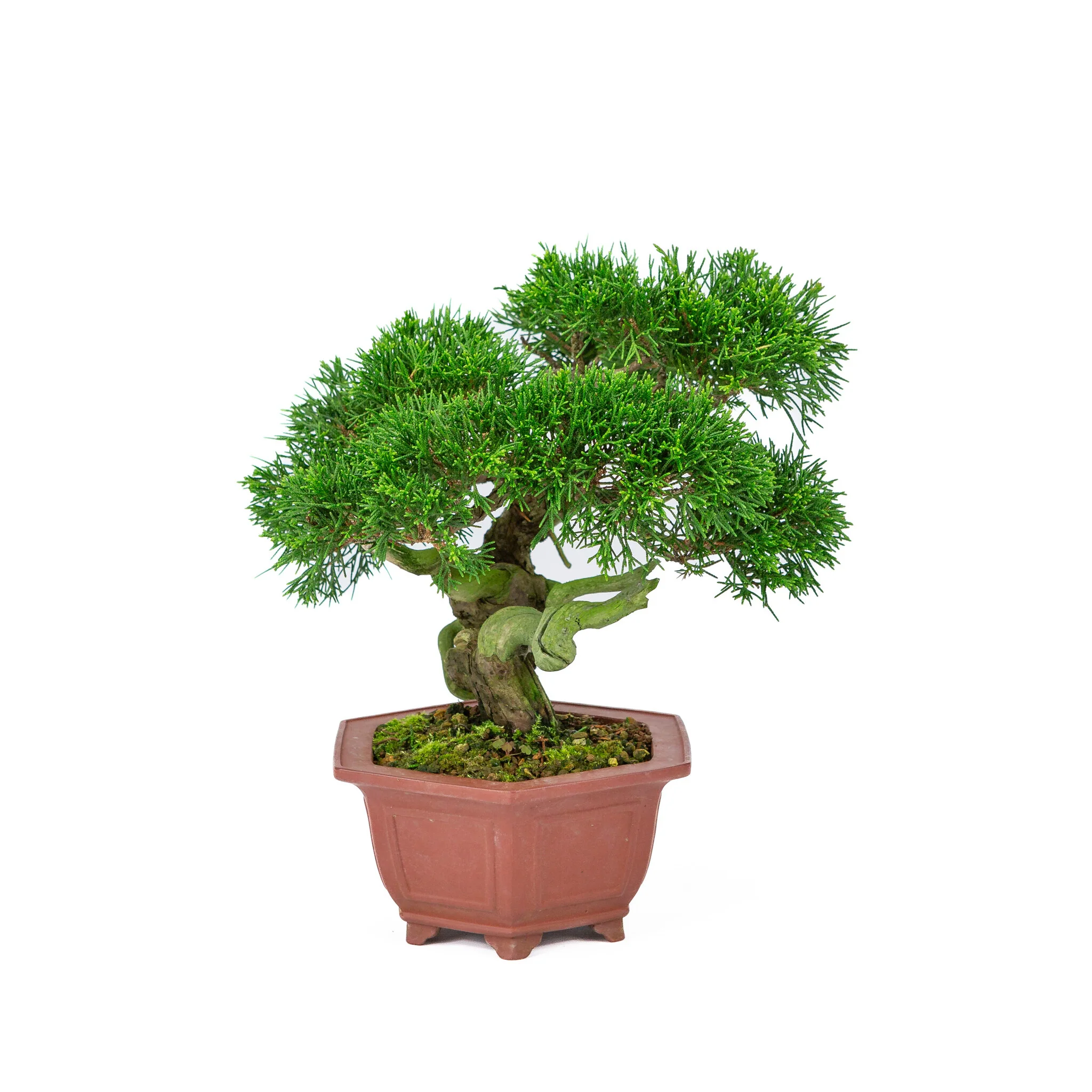Miniatuur 1