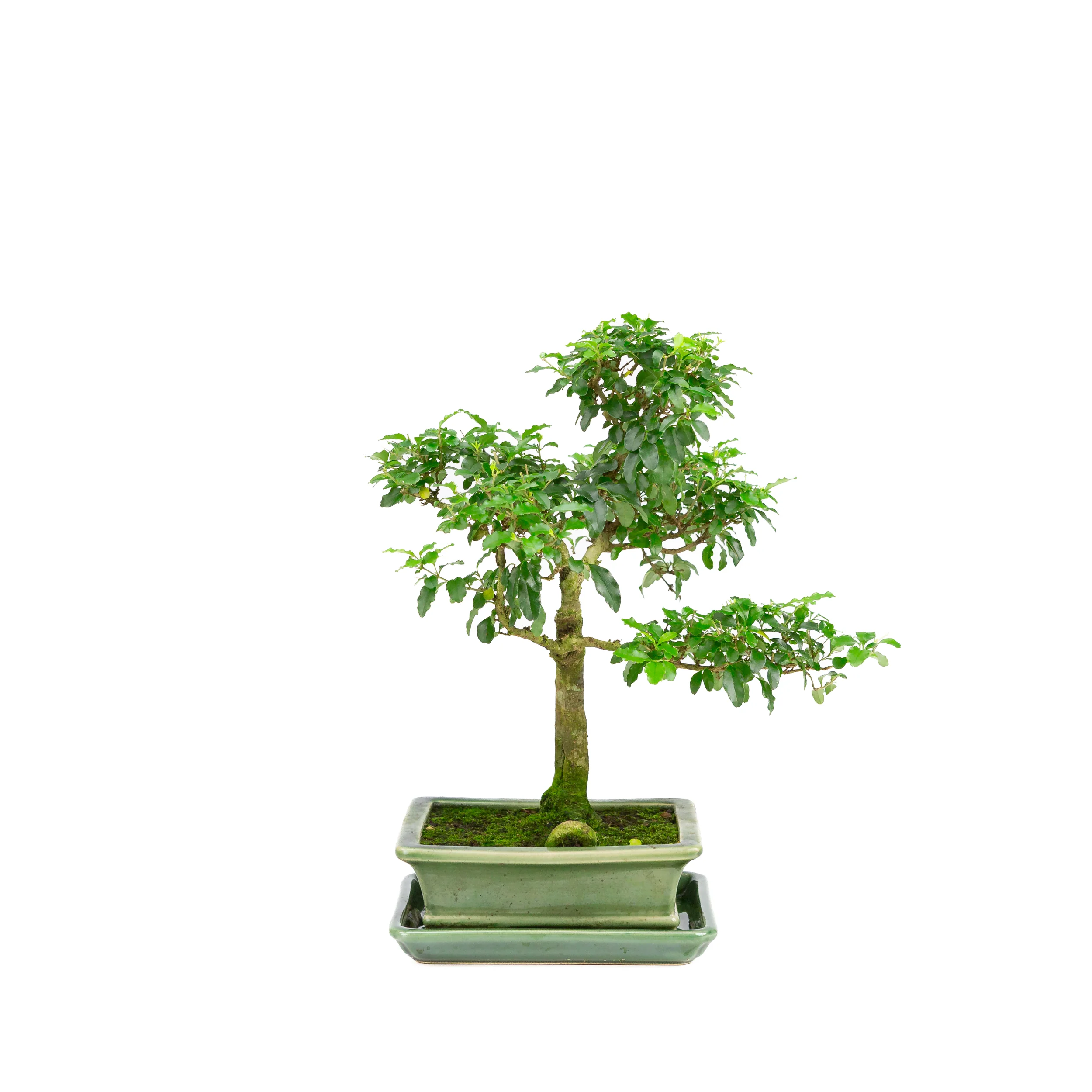Miniatuur 1