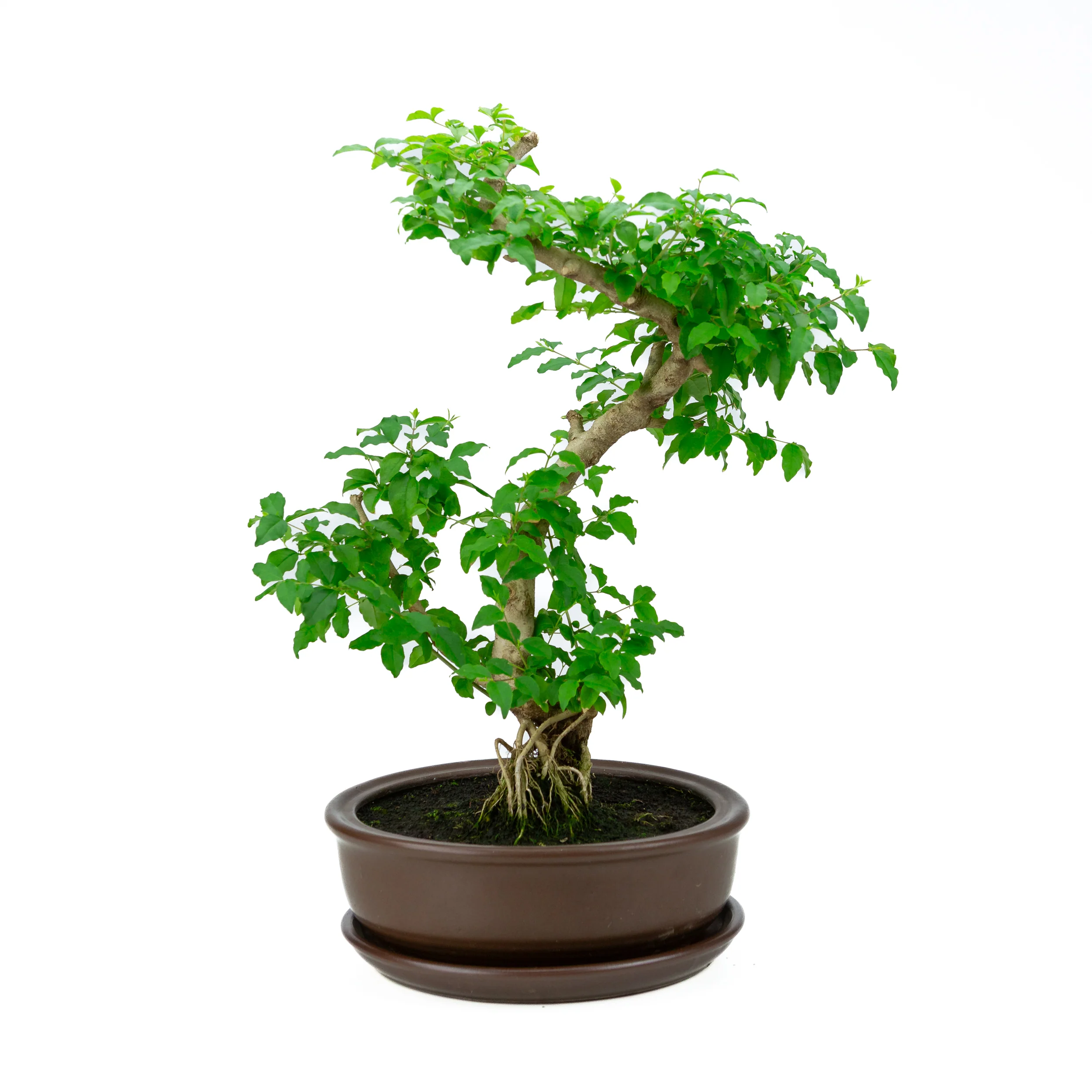 Miniatuur 1