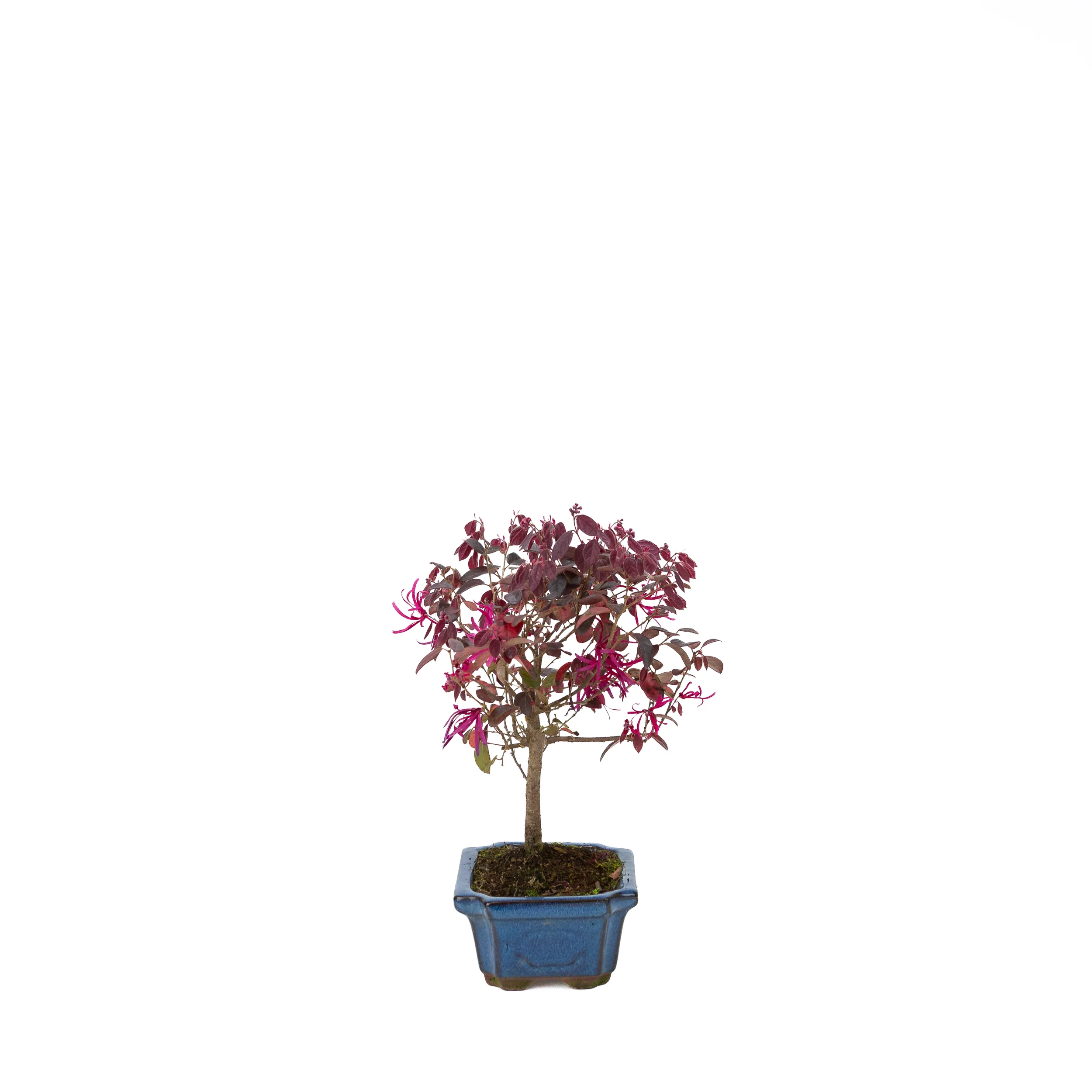 Productafbeelding 2